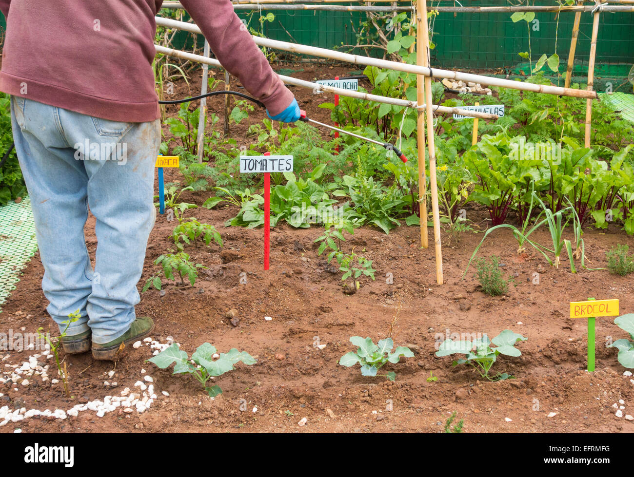 Spraying organic liquid ferilizer made from Nettle leaves on vegetables in city allotment in Spain Stock Photo