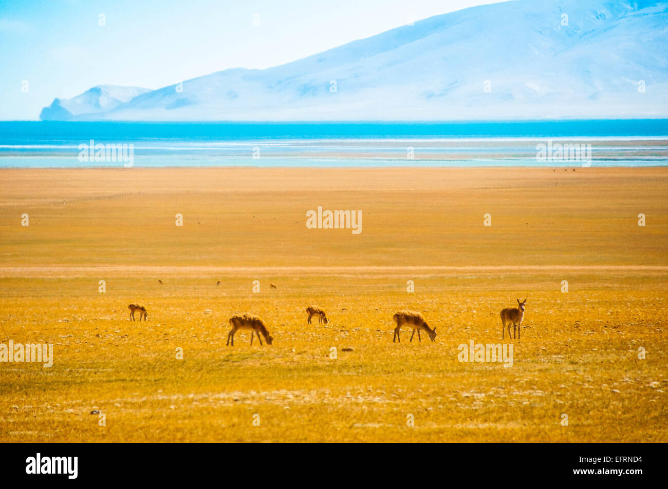Sea gazelle hi-res stock photography and images - Alamy