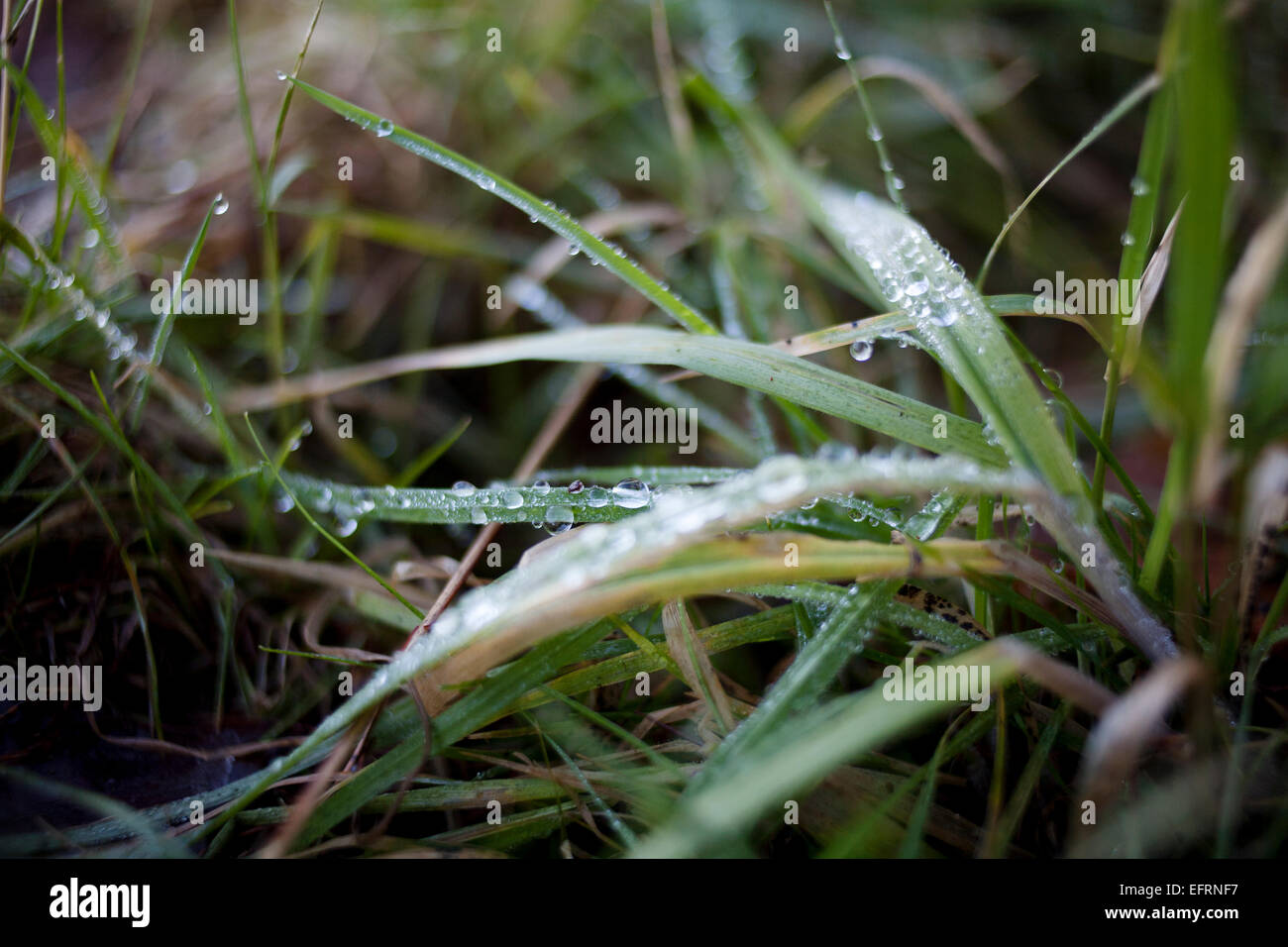 Grass wet with dew. Stock Photo