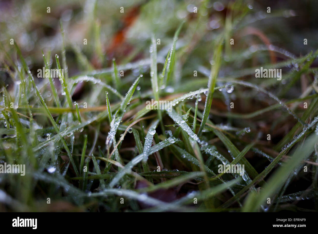 Grass wet with dew Stock Photo Alamy