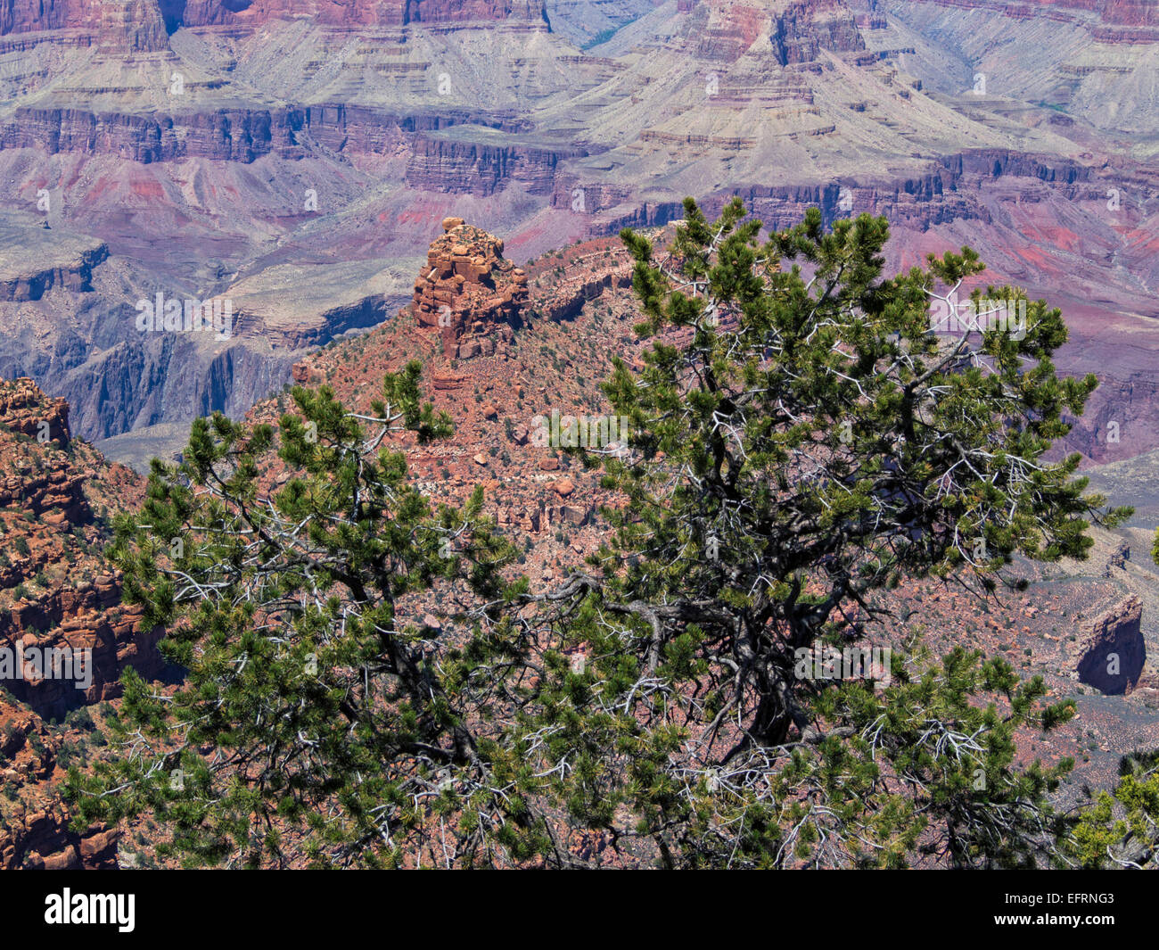 View from Pipe Creek Vista south rim Grand Canyon Arizona USA, red rock formations pinyon pine tree, national park landmark Stock Photo