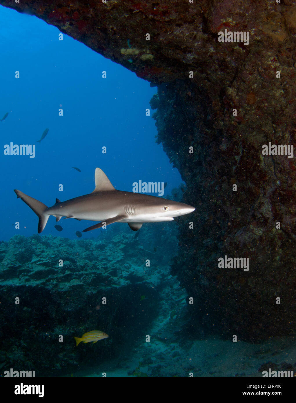 A gray reef shark (Carcharhinus amblyrhyncos) cruises by for an investigation Stock Photo