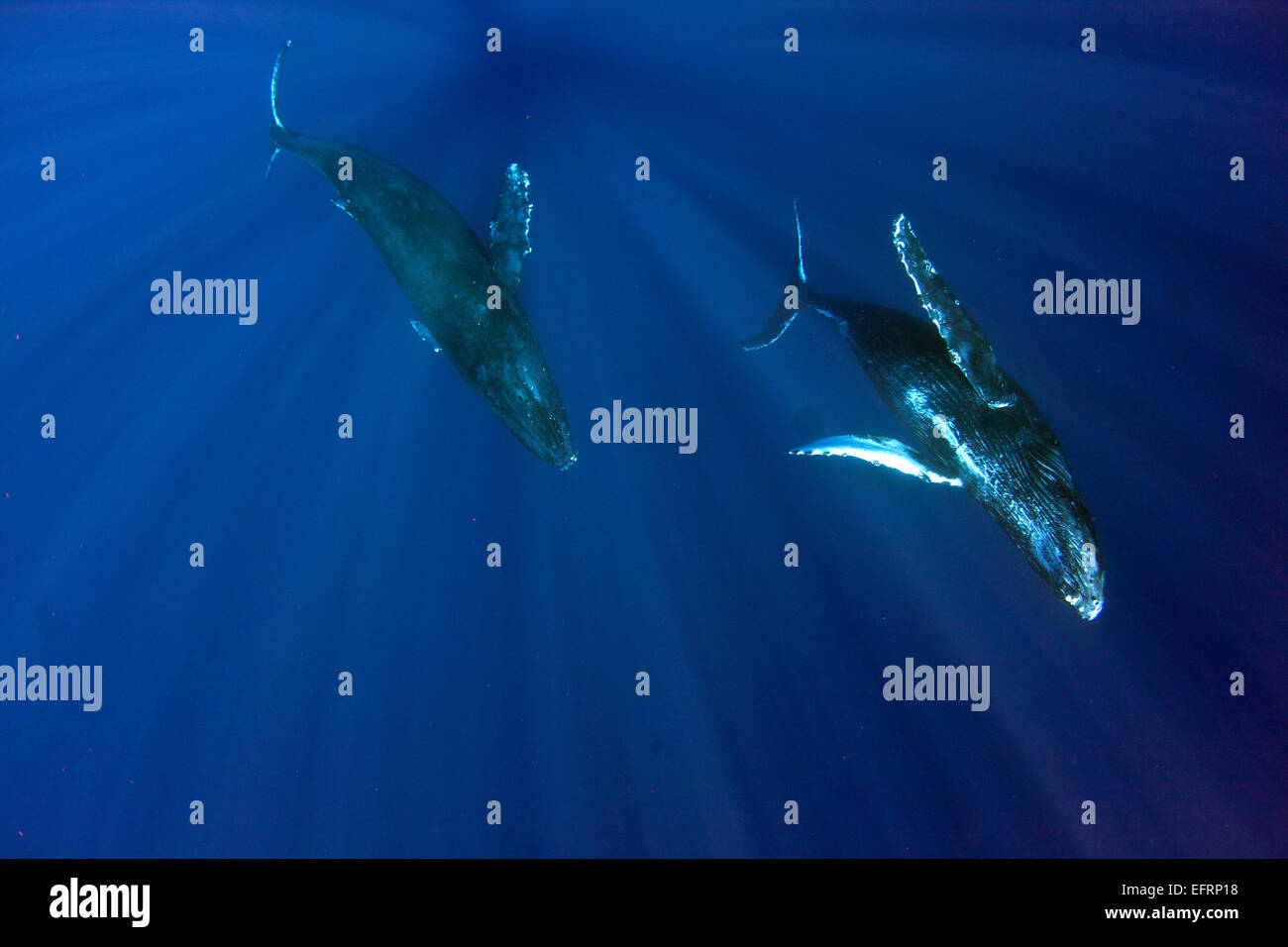 A pair of humpback whales (Megaptera novaeangliae) swim under the boat near Kona, Hawaii Stock Photo