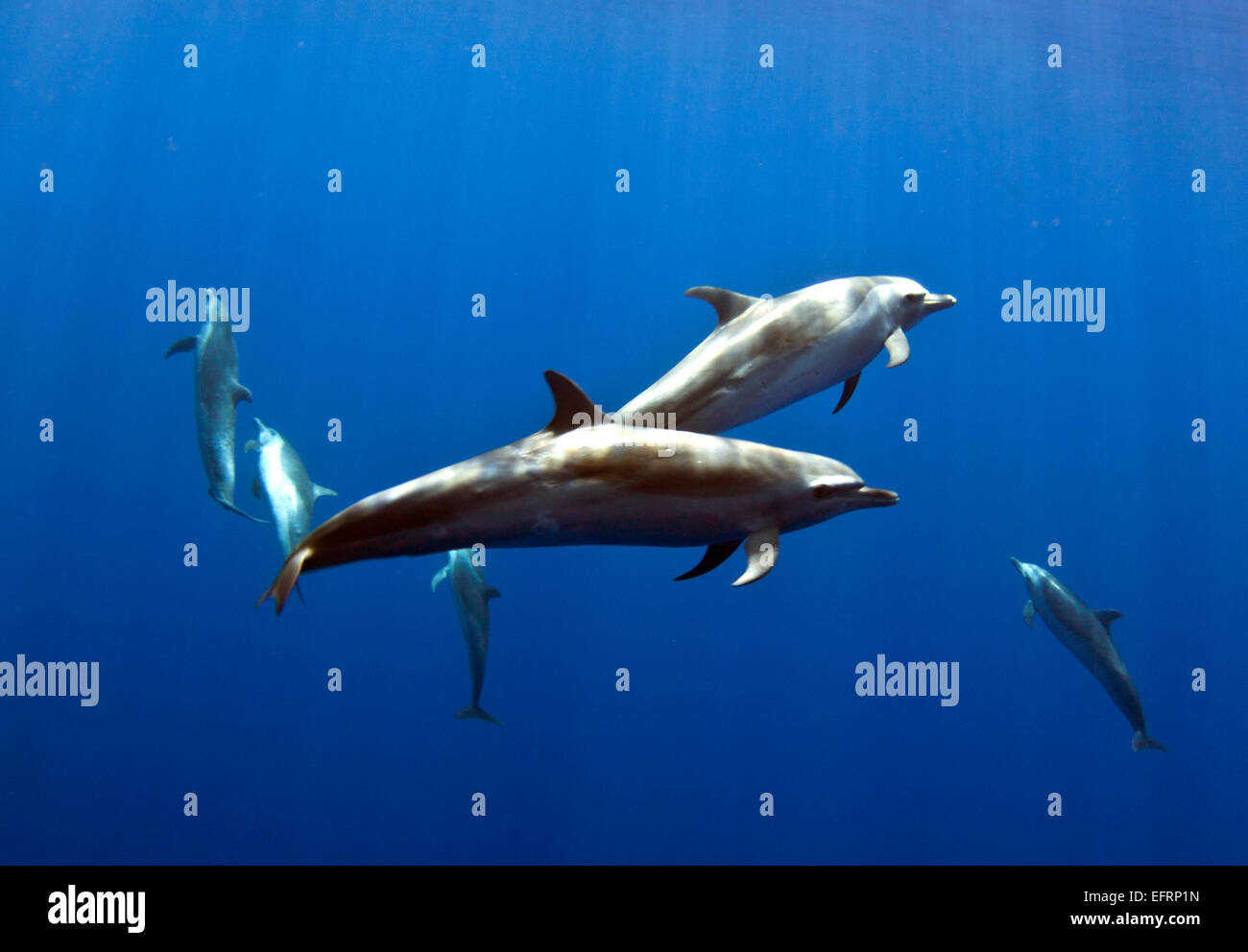 A pan tropical spotted dolphin (Stenella attenuata) flies by inside of Kailua Bay on the Kona Coast of the Big Island, Hawaii. Stock Photo