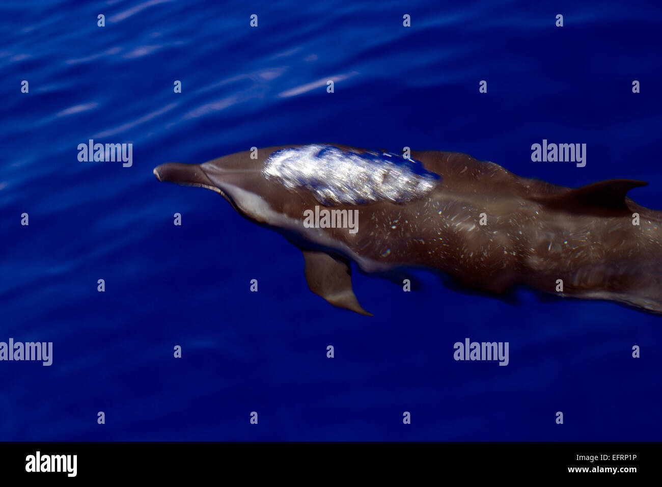 A pan tropical spotted dolphin (Stenella attenuata) comes up for a breath off the Kona Coast of the Big Island, Hawaii. Stock Photo