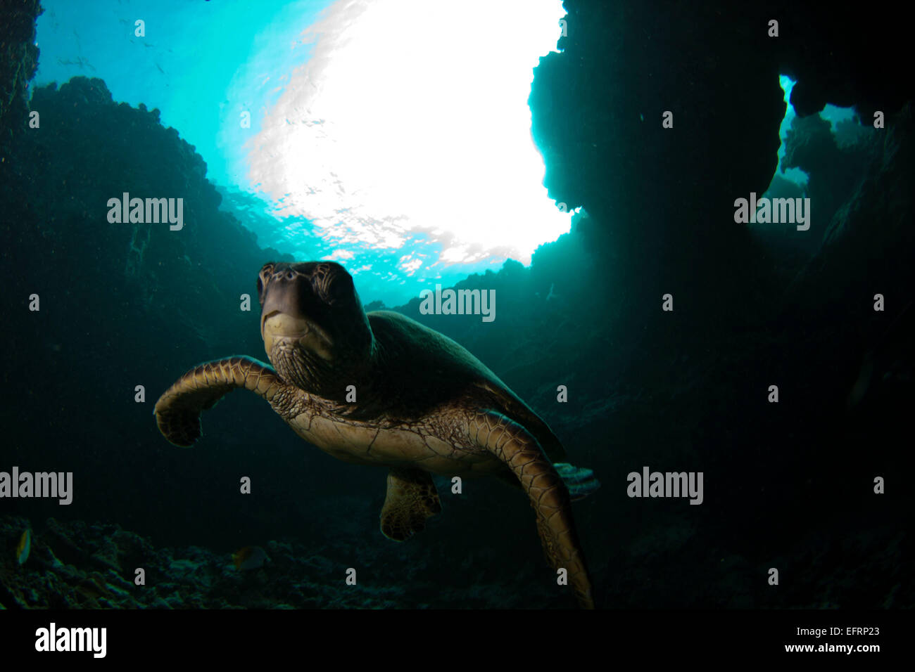A Hawaiian green sea turtle glides out of a cave near Kona, Hawaii ...