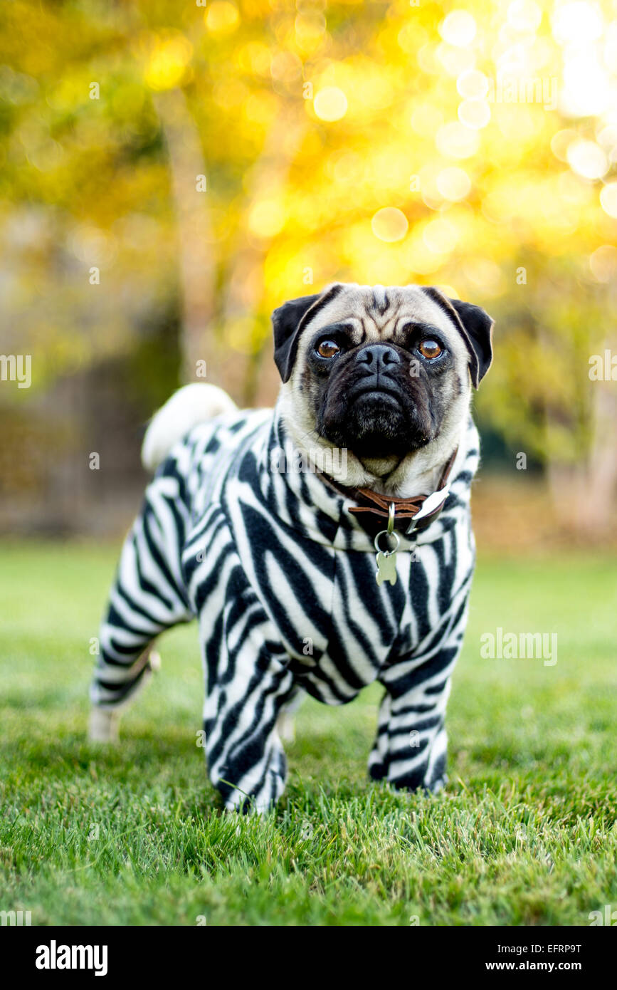 A pug dressed in his best zebra suit. Stock Photo
