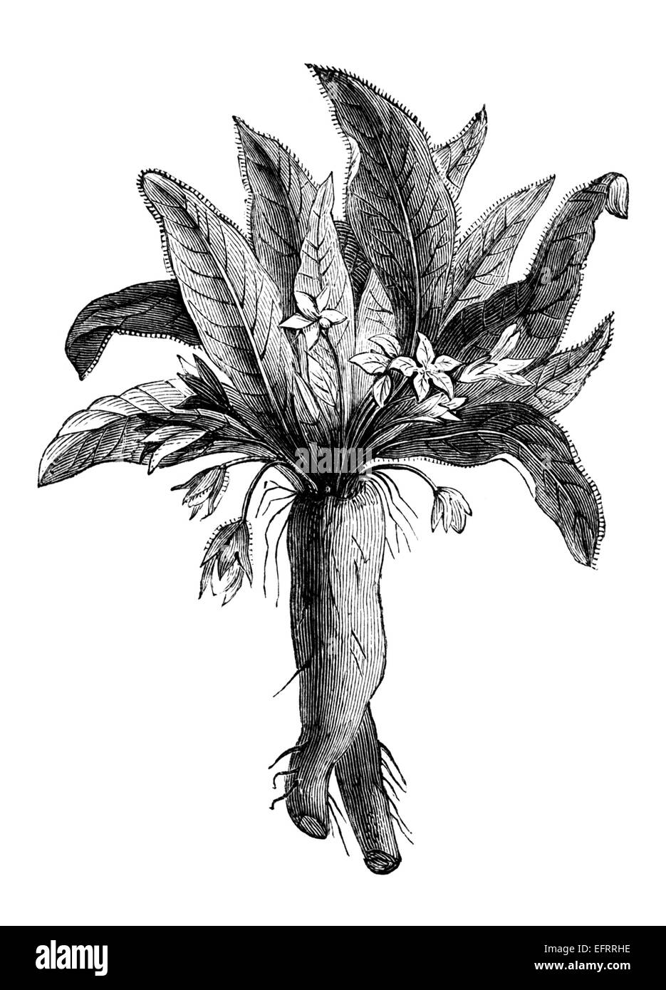 Antique Illustration Of Mandrake Plant Stock Illustration