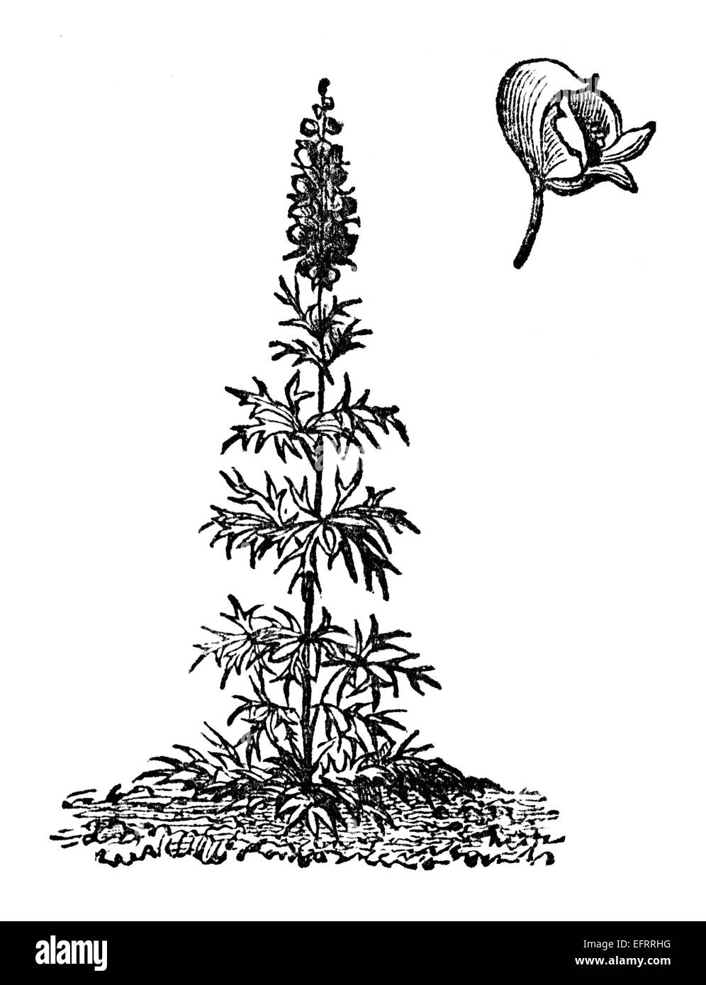 Victorian engraving of a monkshood flower, or aconite. Digitally restored image from a mid-19th century Encyclopaedia. Stock Photo