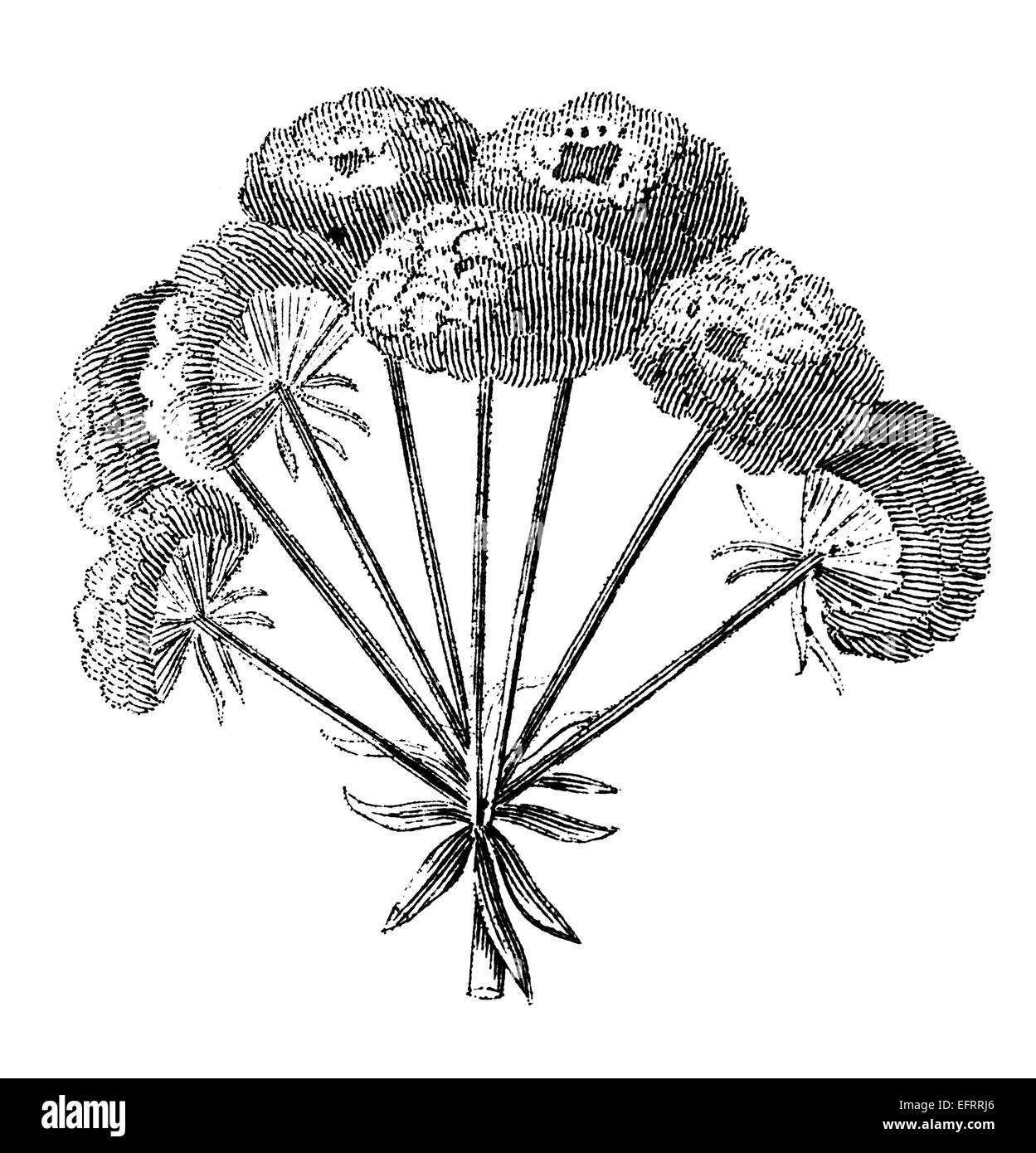 Victorian engraving of a flower with umbel inflorescence. Digitally