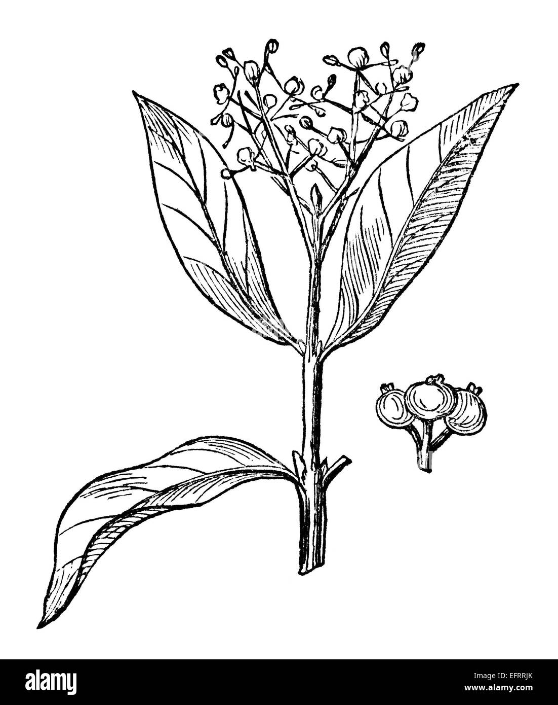 Victorian engraving of allspice Digitally restored image from a mid