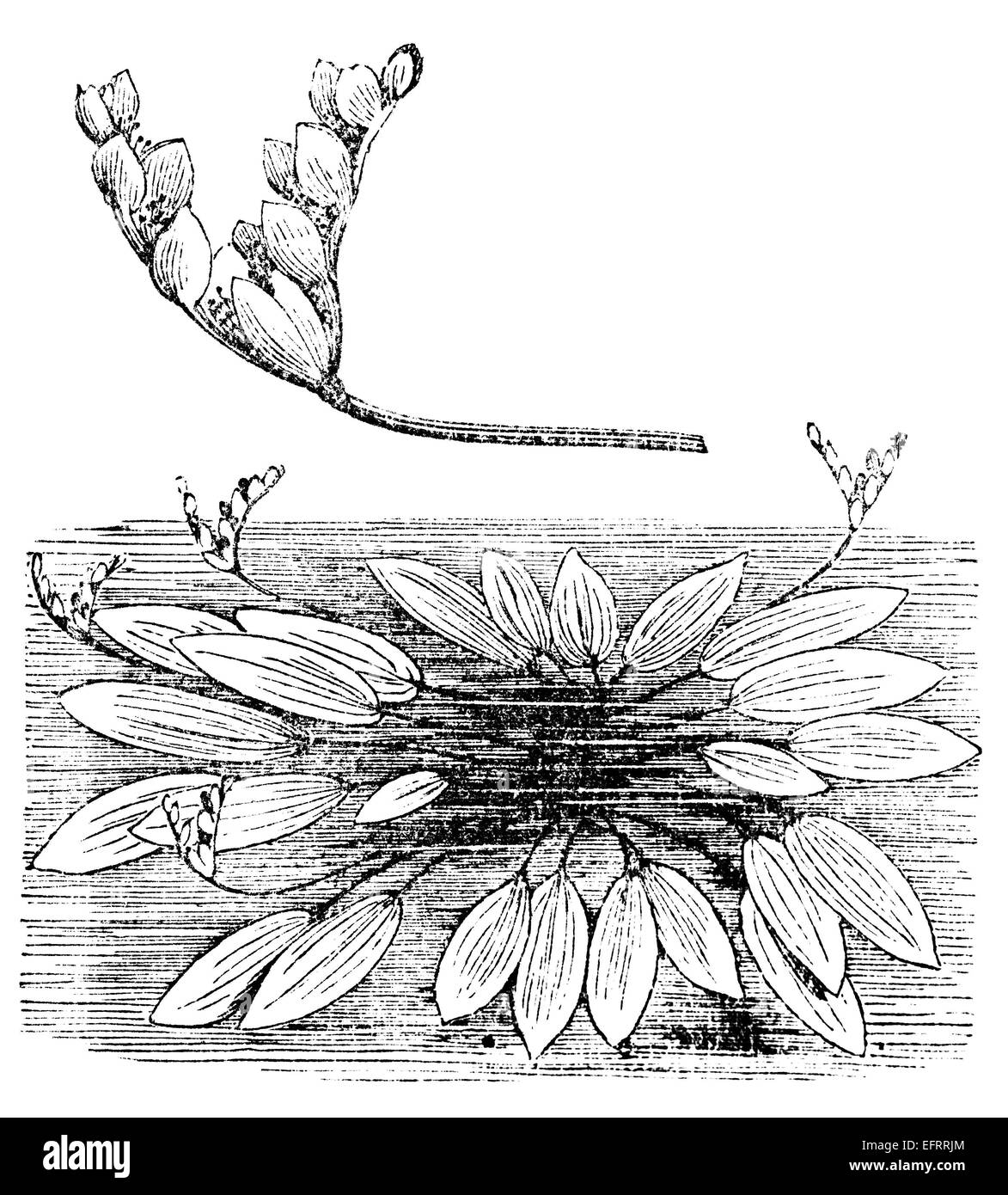 Victorian engraving of a Cape pond weed, or aponogeton. Digitally restored image from a mid-19th century Encyclopaedia. Stock Photo