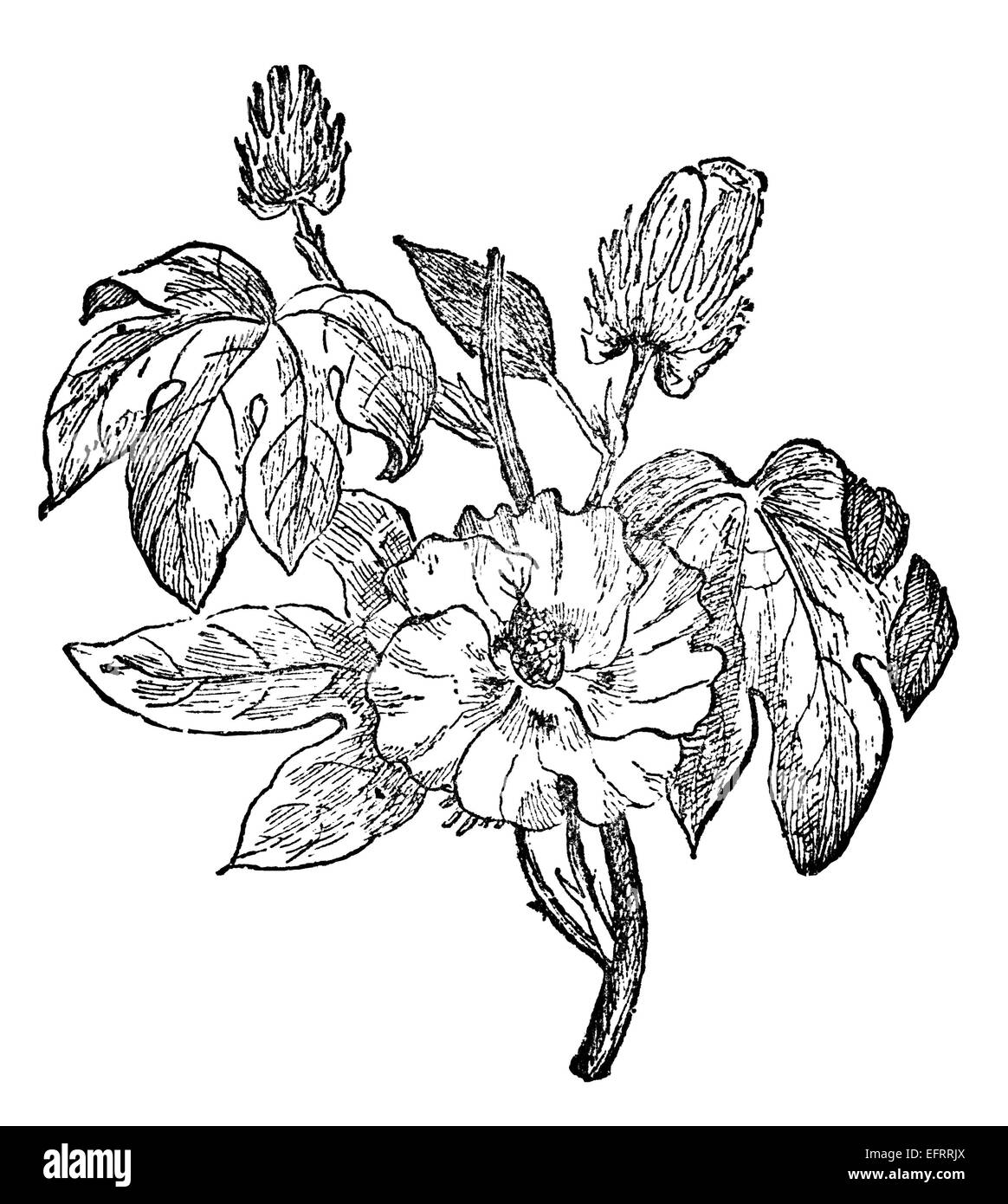 Victorian engraving of a cotton plant. Digitally restored image from a mid-19th century Encyclopaedia. Stock Photo