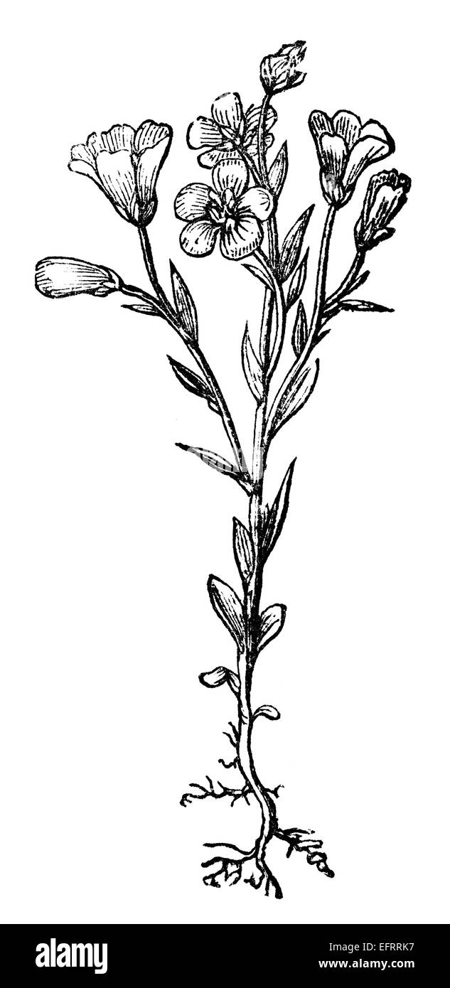 Victorian engraving of a flax plant. Digitally restored image from a mid-19th century Encyclopaedia. Stock Photo