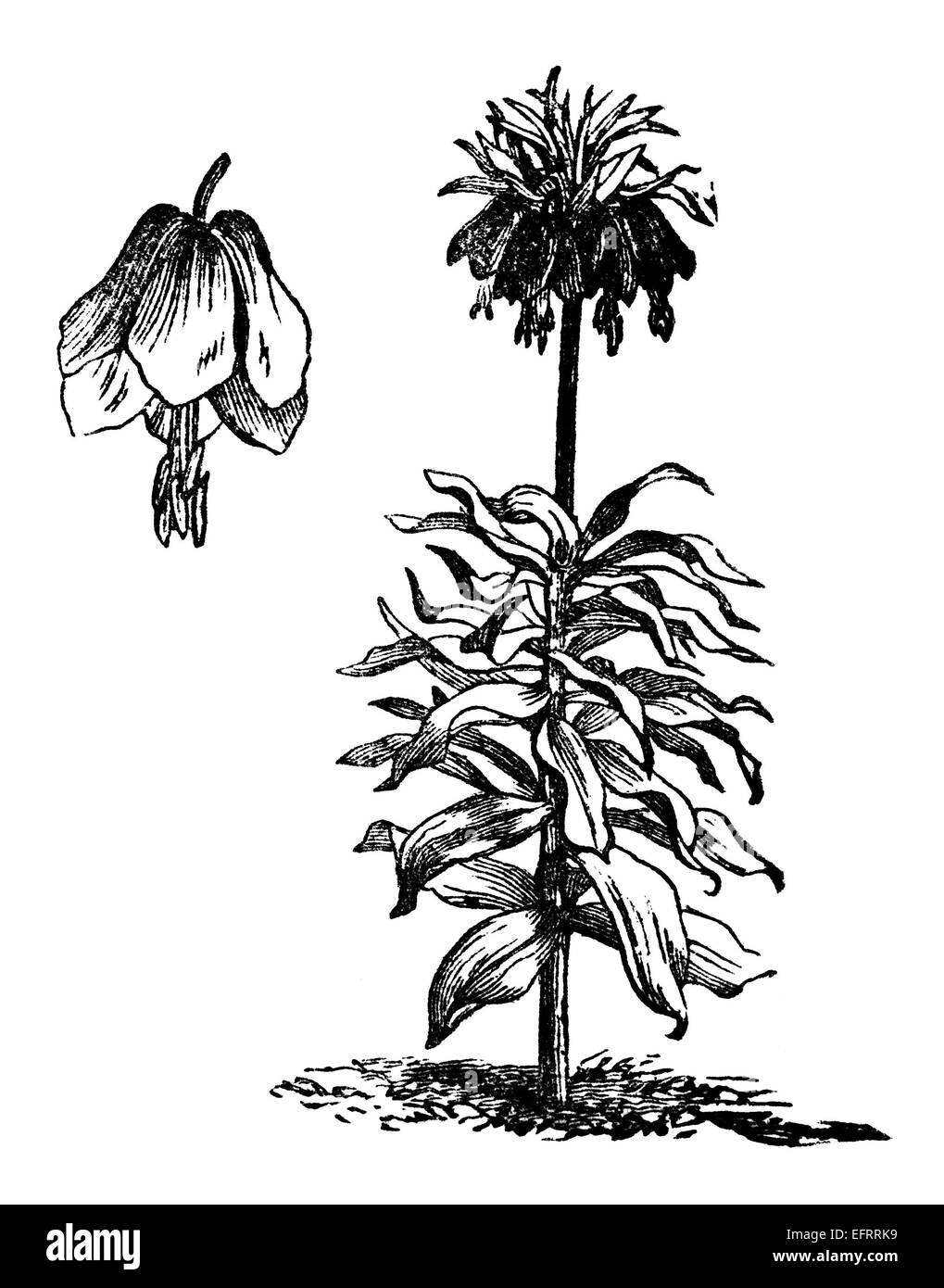Victorian engraving of a crown imperial flower. Digitally restored image from a mid-19th century Encyclopaedia. Stock Photo