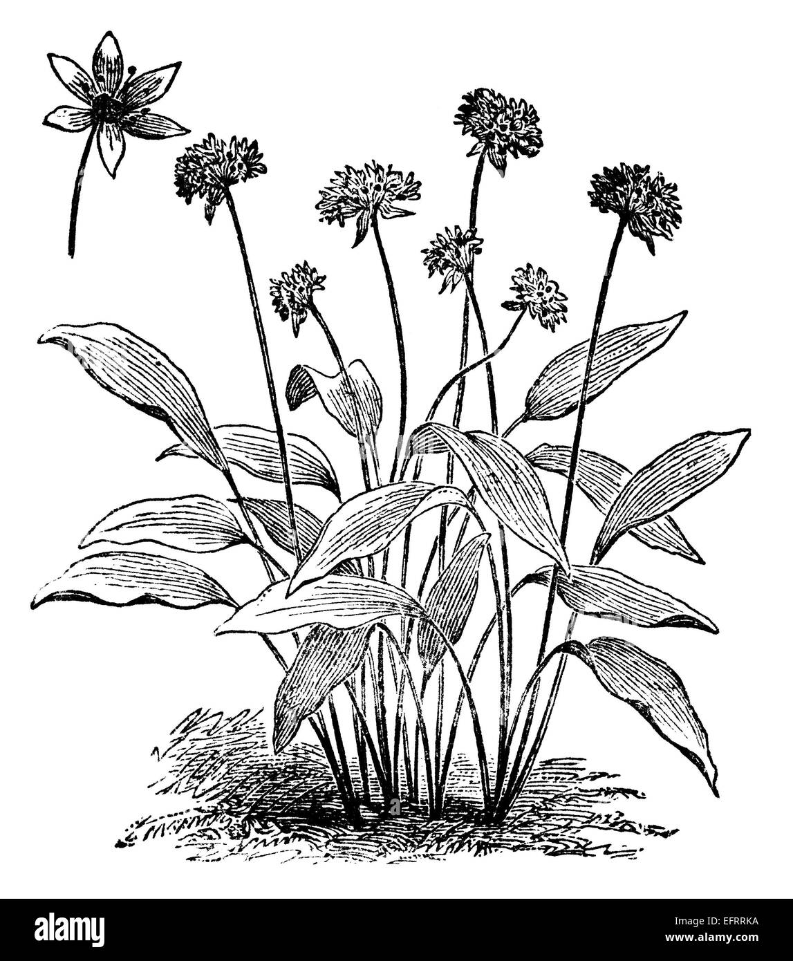 Garlic Flower Illustration