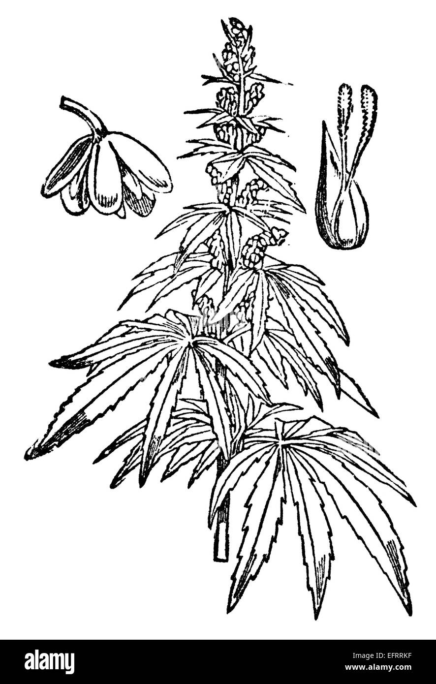 Victorian engraving of a hemp plant. Digitally restored image from a mid-19th century Encyclopaedia. Stock Photo