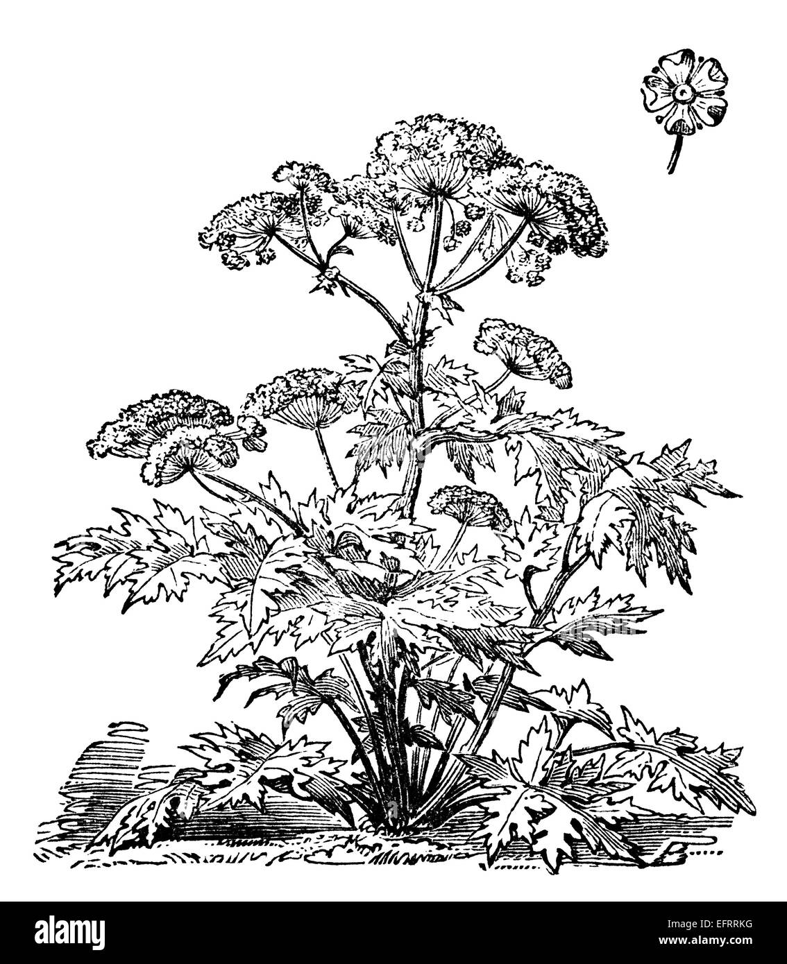 Victorian engraving of a cow parsley plant. Digitally restored image