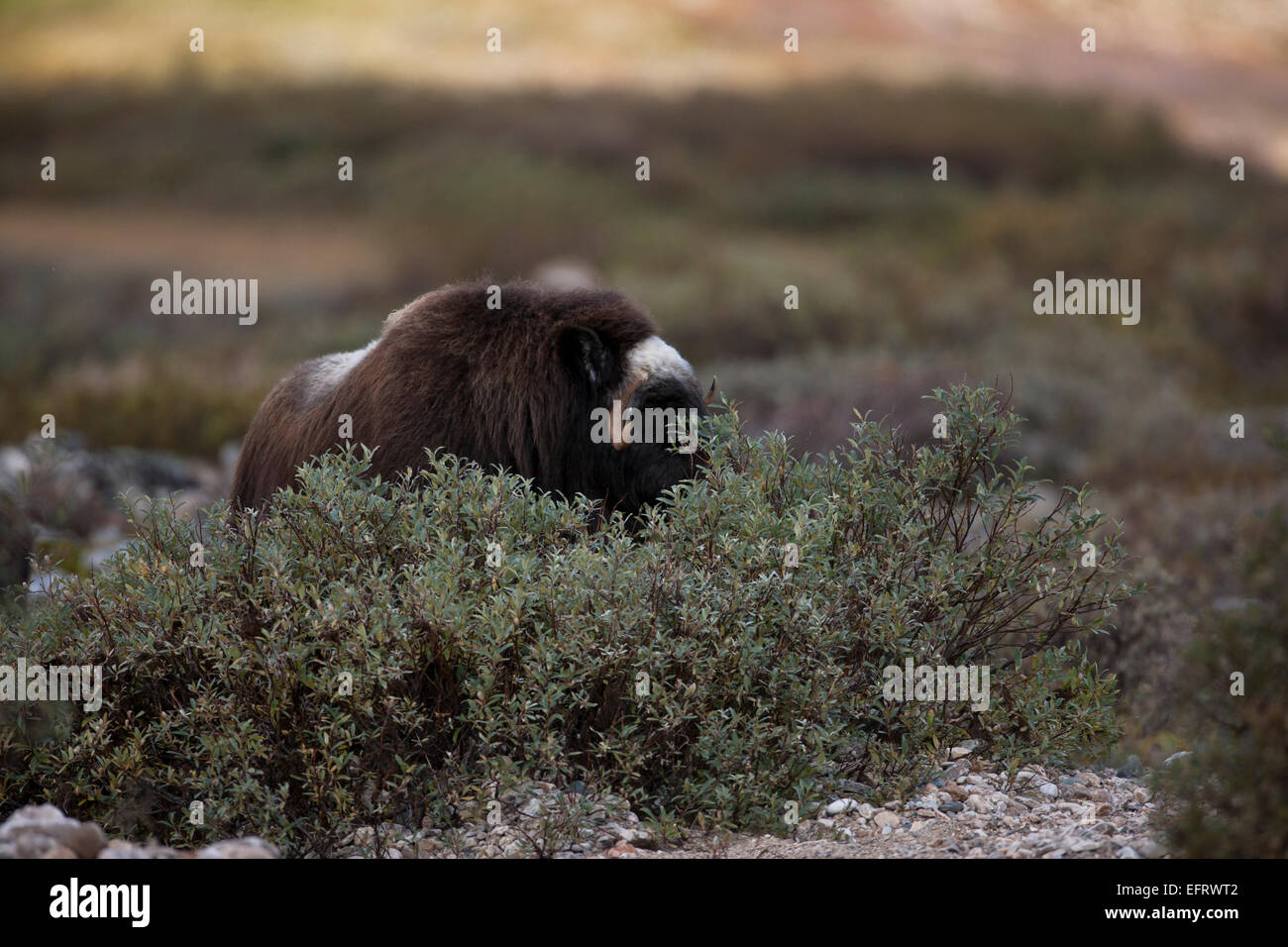 Cow muskox feeding on wooly willow Stock Photo