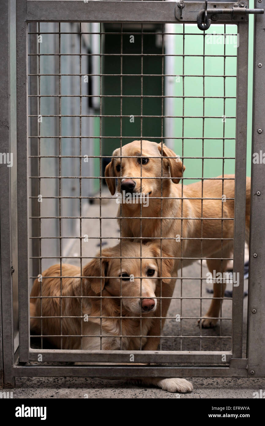 The Many Tears Animal Rescue centre near Llanelli, S