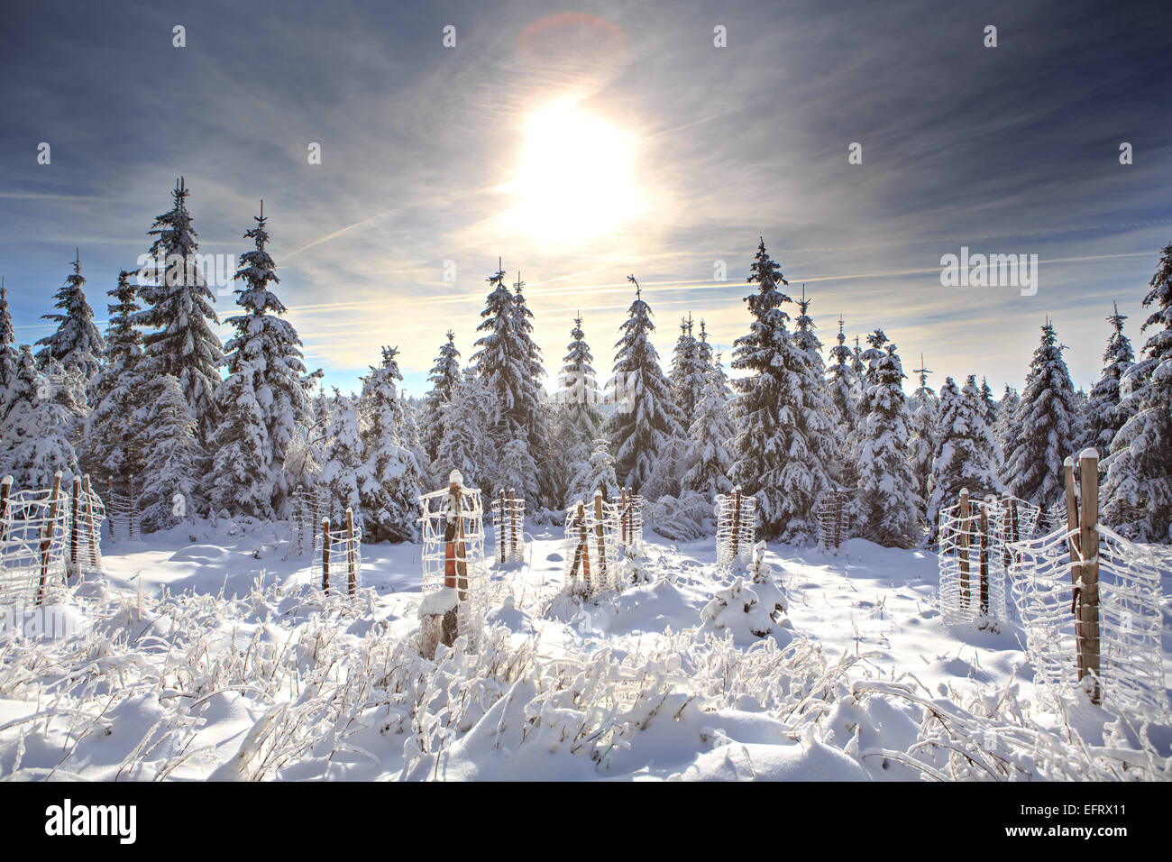 wintry forest at a sunny day near Masserberg in Thuringia,  Germany Stock Photo