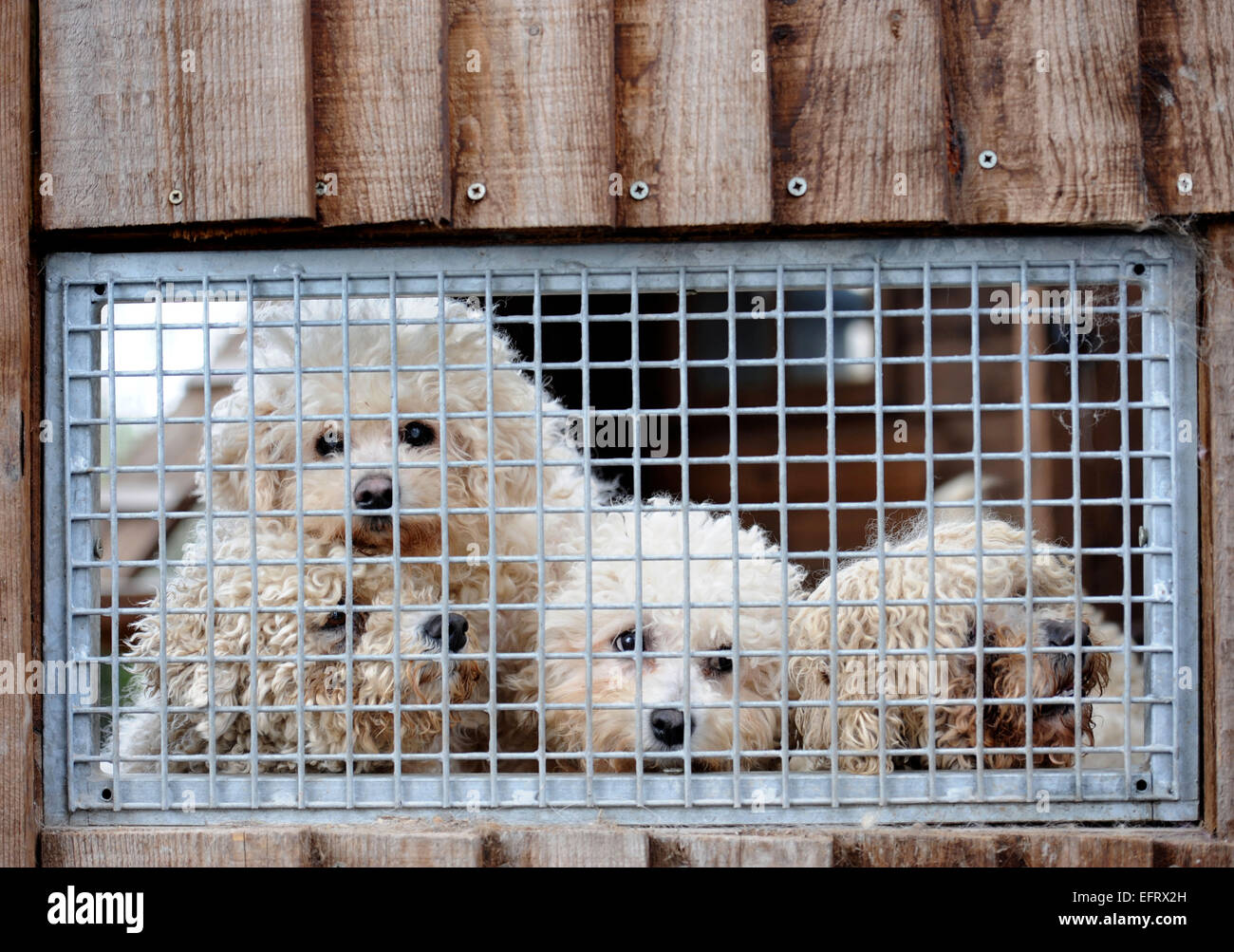 Rescued exbreeding Bichon dogs at the Many Tears Animal Rescue centre