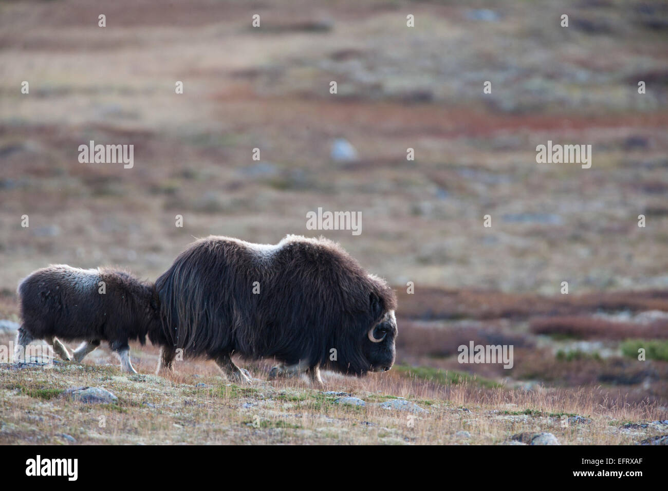 Cow muskox and its calf Stock Photo - Alamy