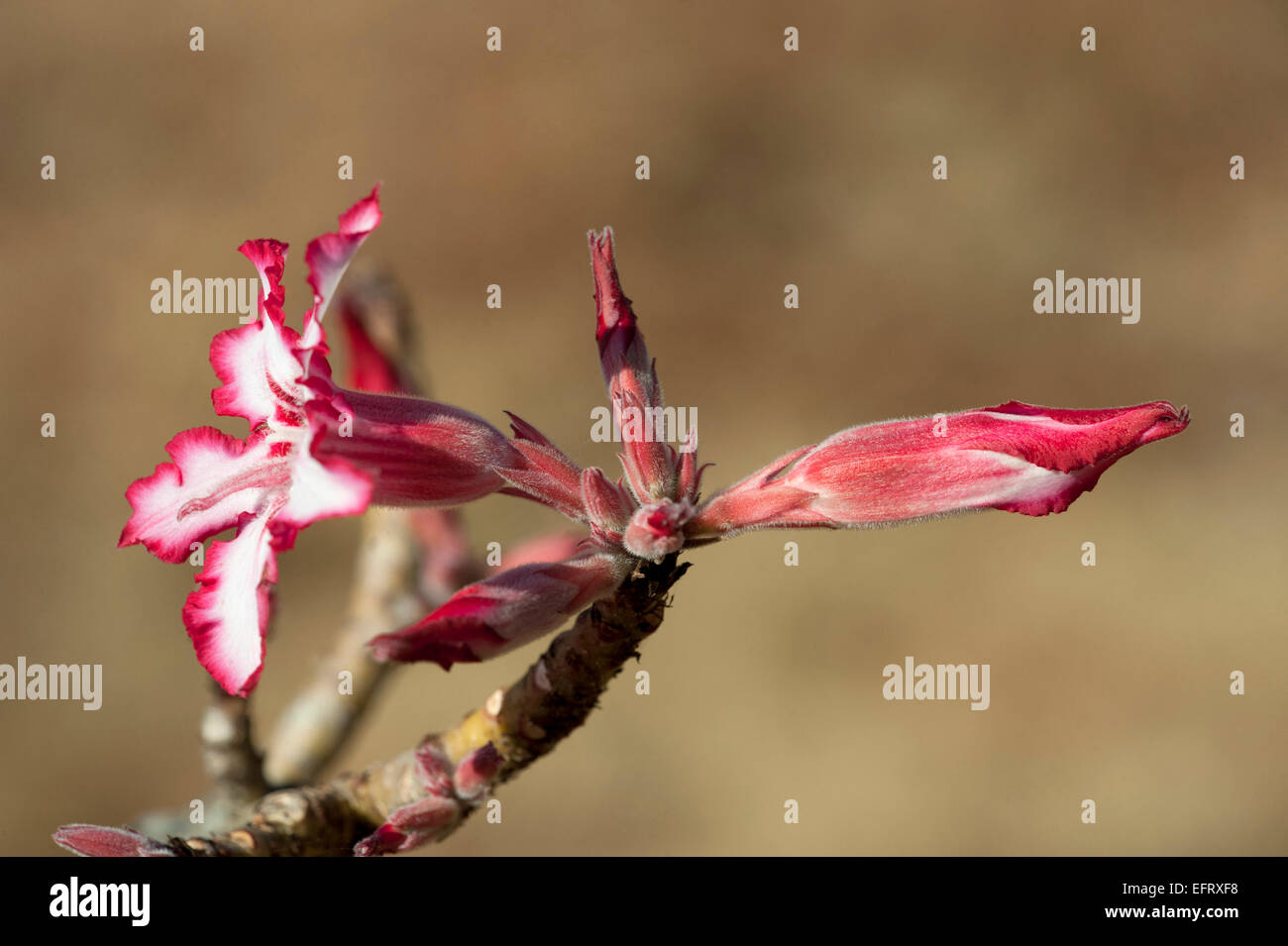 Sabi star hi-res stock photography and images - Alamy
