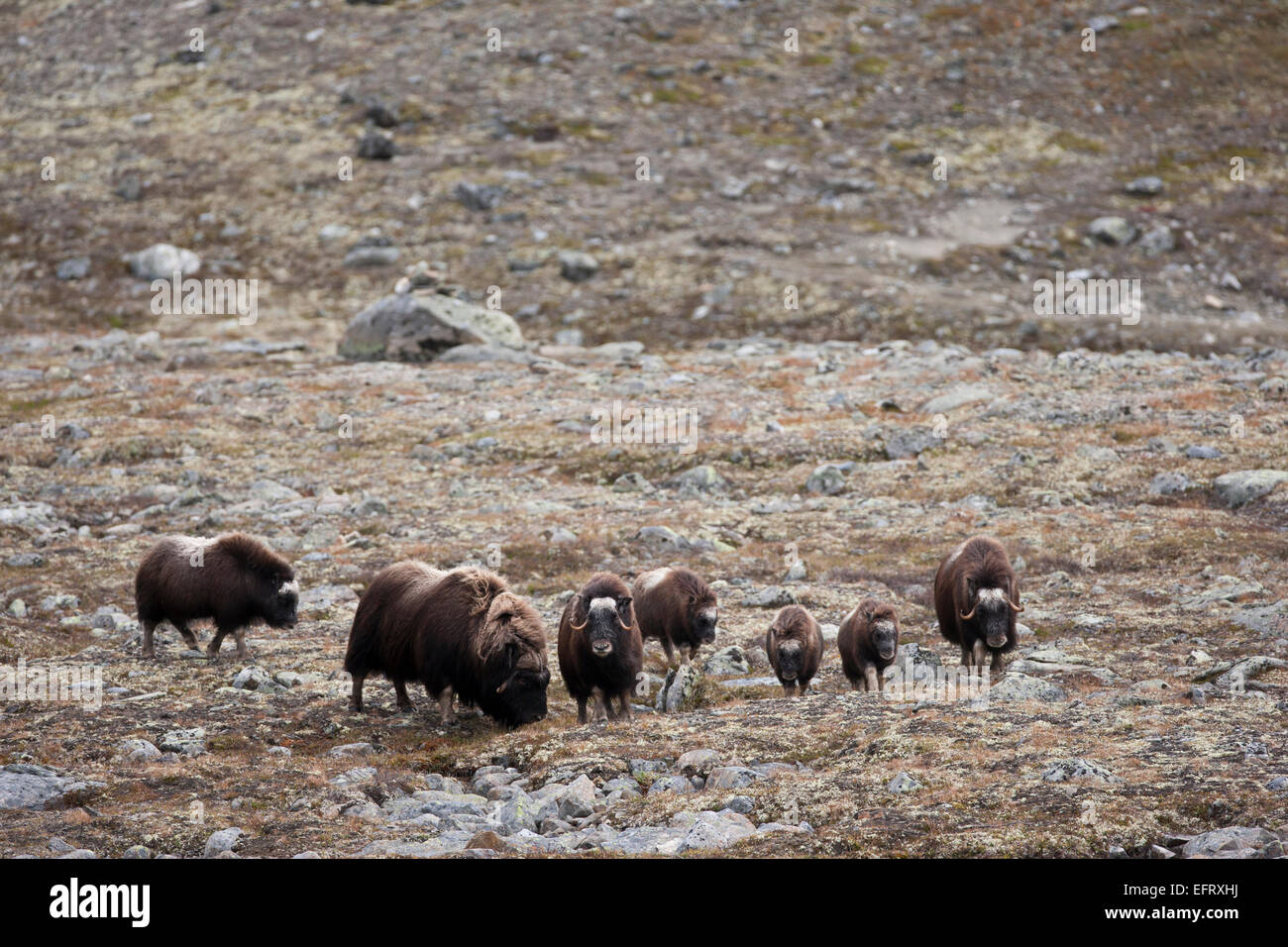Herd of muskoxen Stock Photo