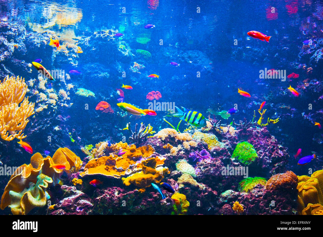 Underwater life. Coral reef, fish, colorful plants in ocean Stock Photo