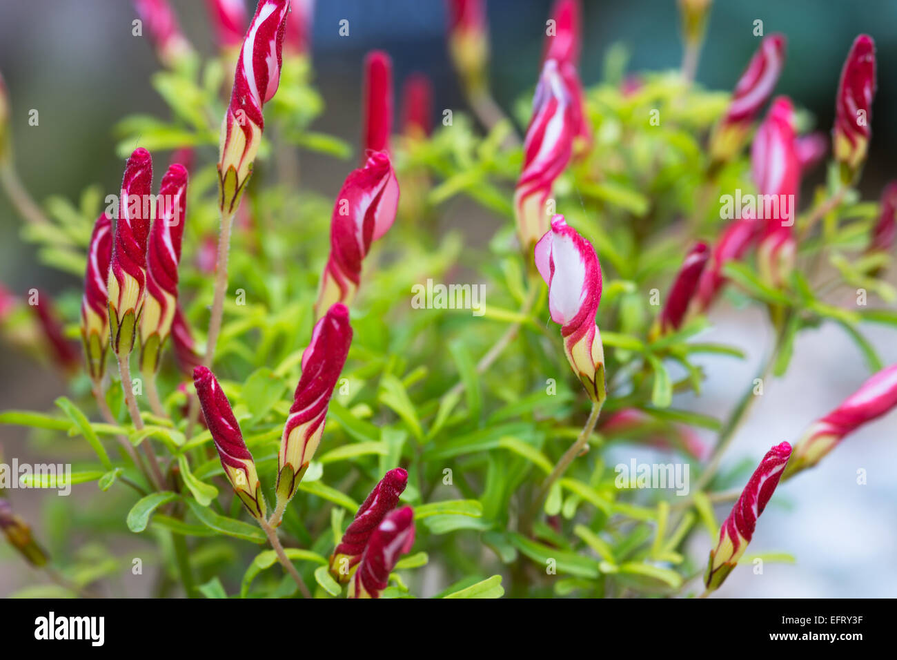 Oxalis versicolor Stock Photo