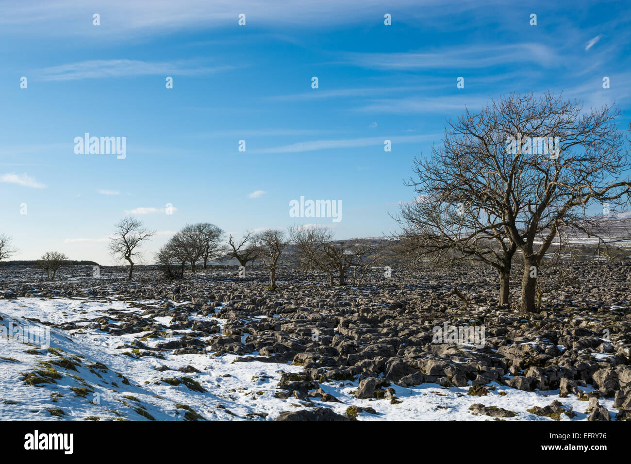 Trees on the limestone pavements in Ribblesdale during winter Stock ...