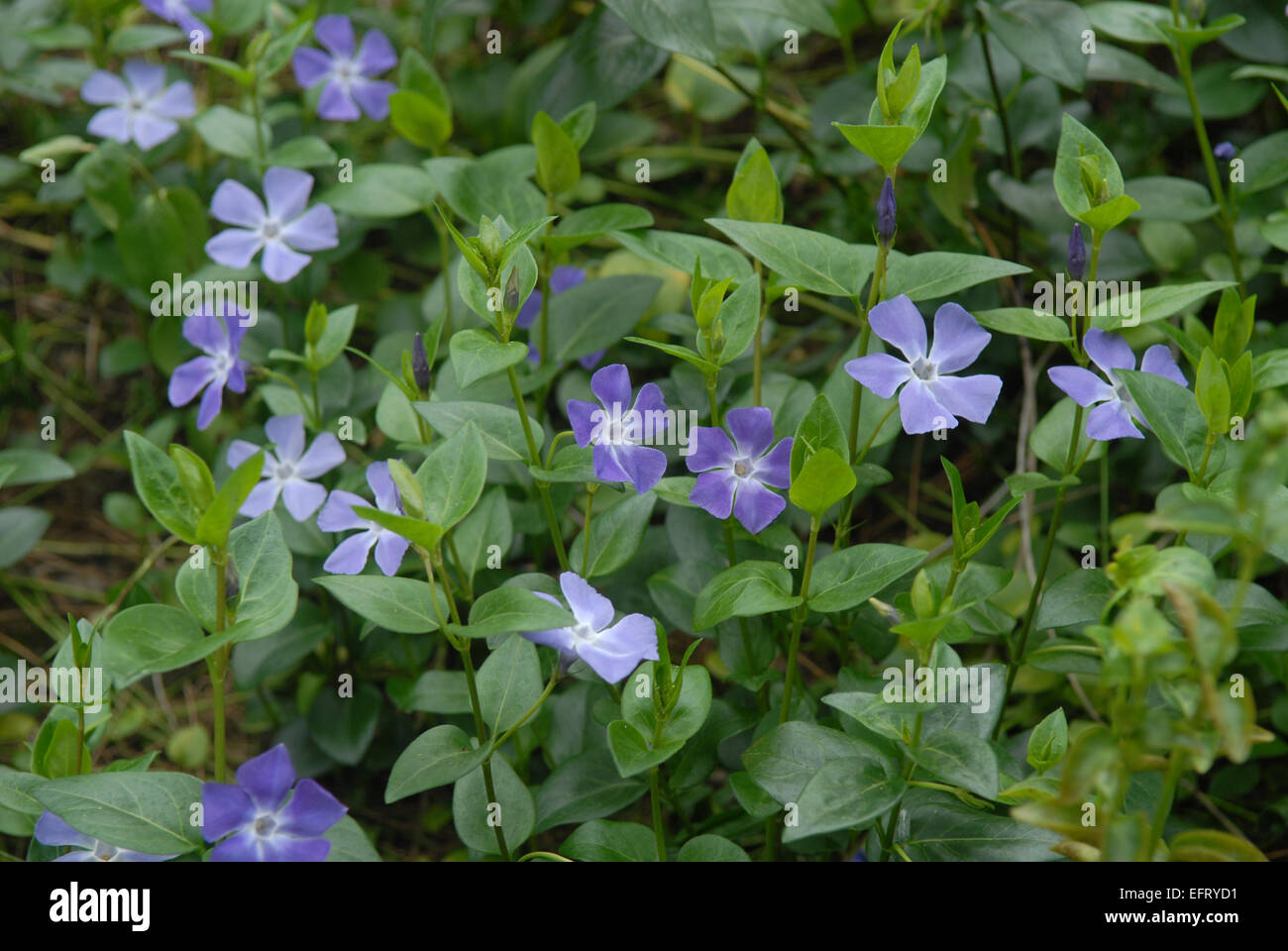 This is a periwinkle (Vinca minor) in bloom. Violet flowers are
