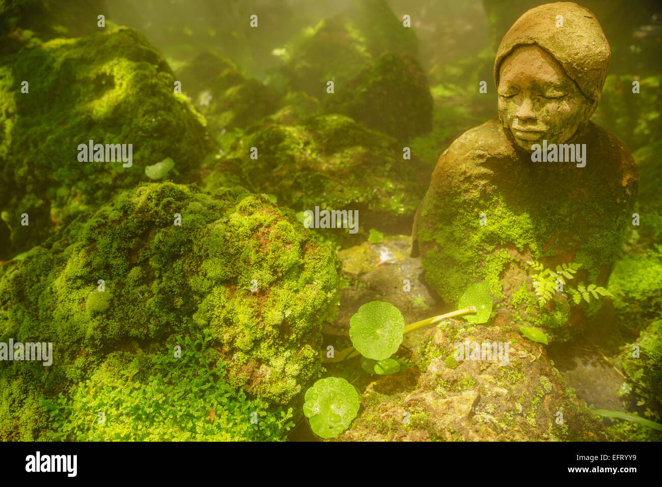 Fern garden japanese hires stock photography and images Alamy