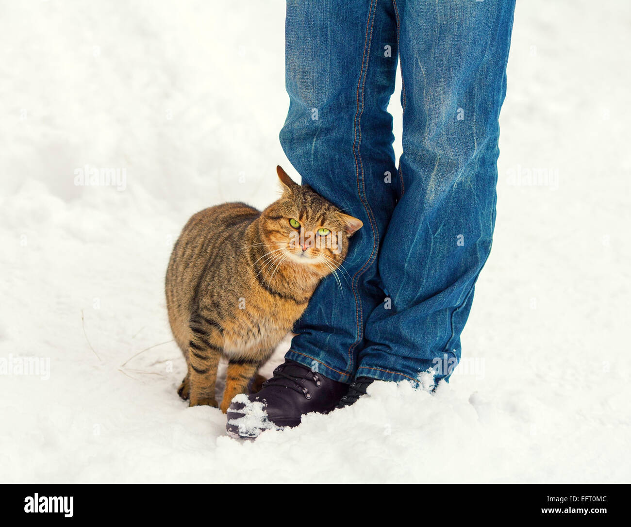Cat rubs against the legs of a man outdoors in winter Stock Photo Alamy