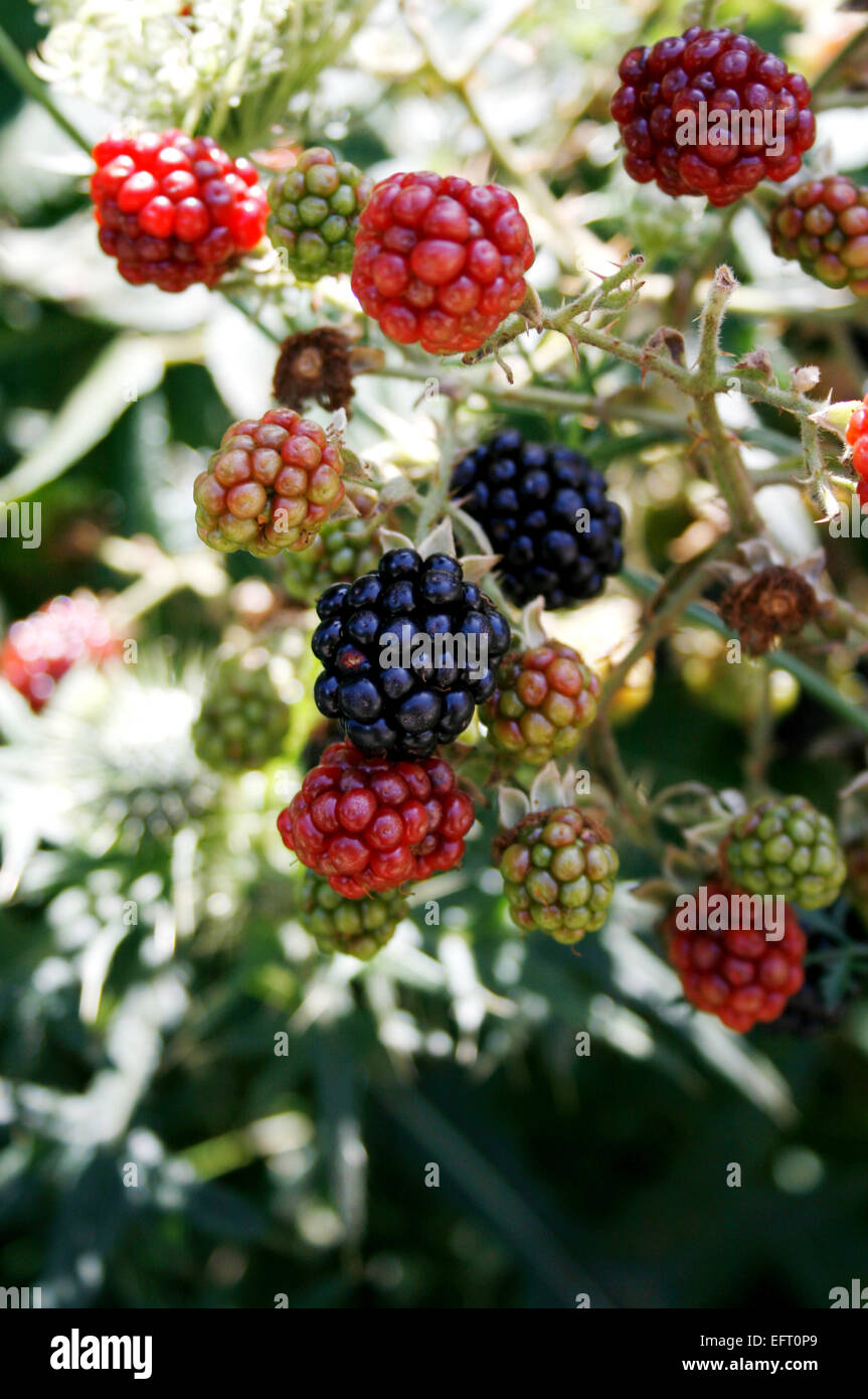 blackberries green and mellow fruits Stock Photo Alamy