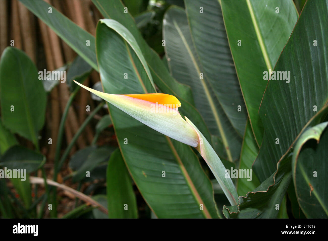 bird-of-paradise flower strelitzia (Strelitzia reginae) Stock Photo