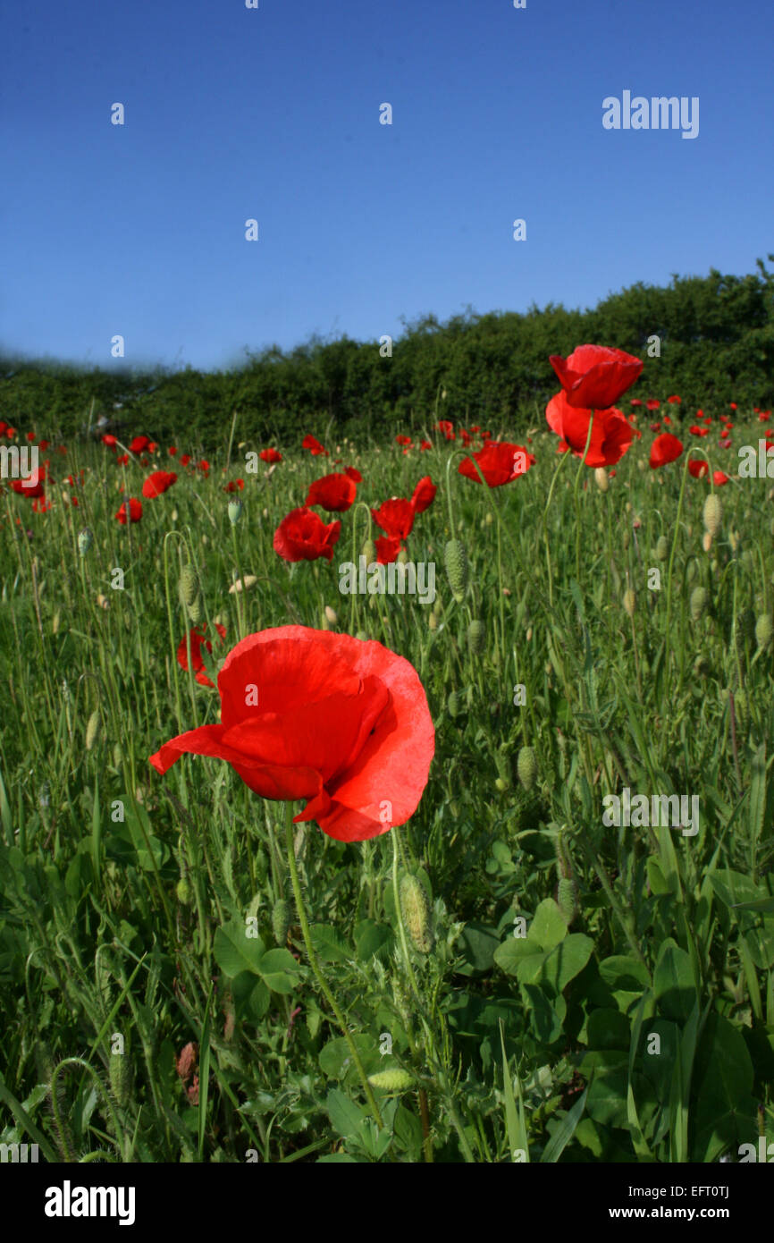 Opium poppy flower hi-res stock photography and images - Alamy