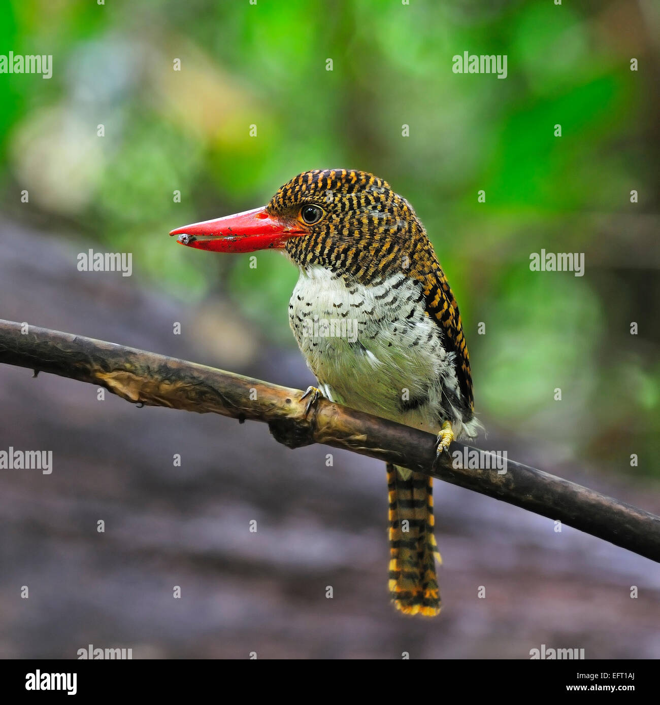 Colorful Kingfisher bird, female Banded Kingfisher (Lacedo pulchella