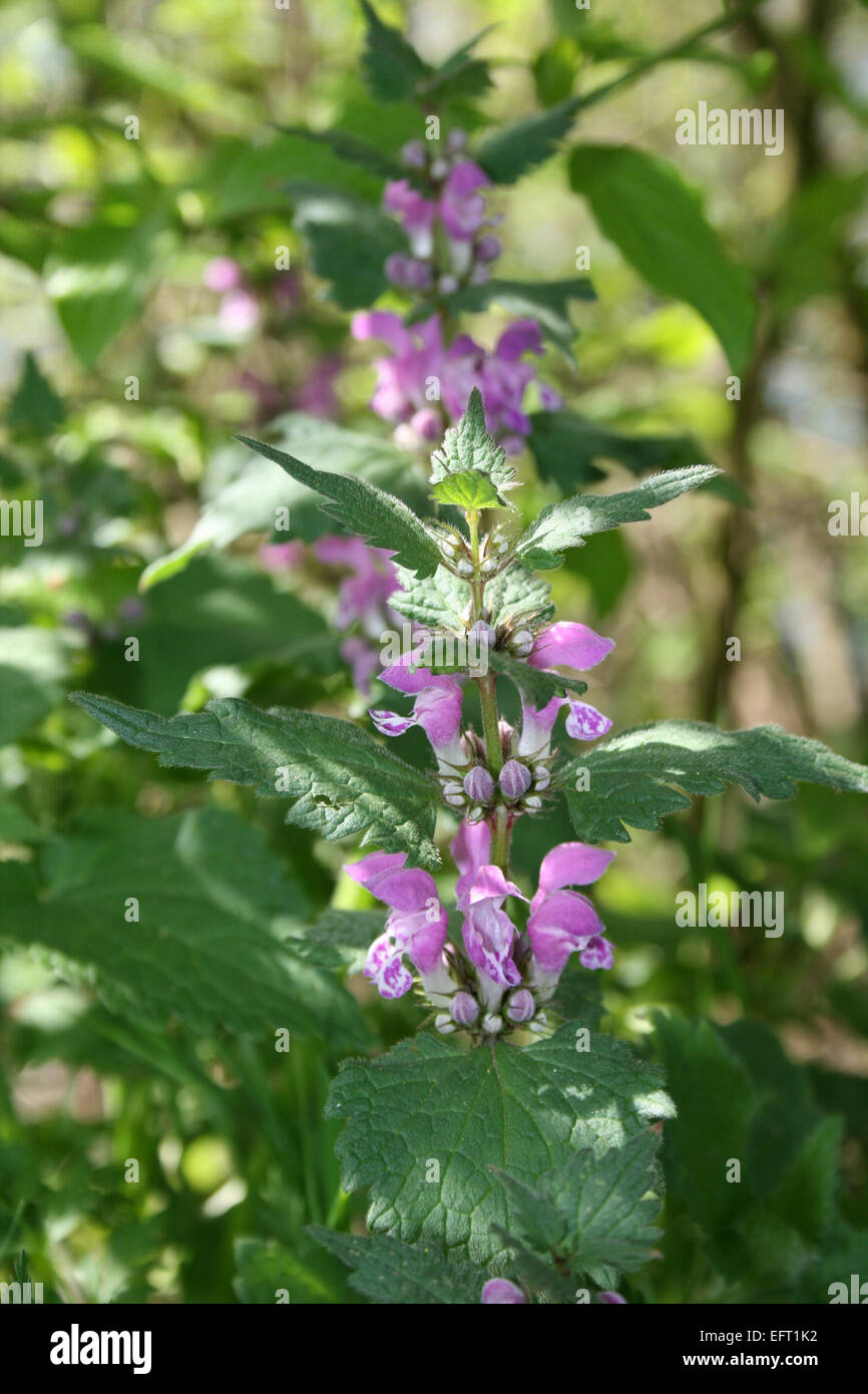 stinging nettle blossom Stock Photo - Alamy