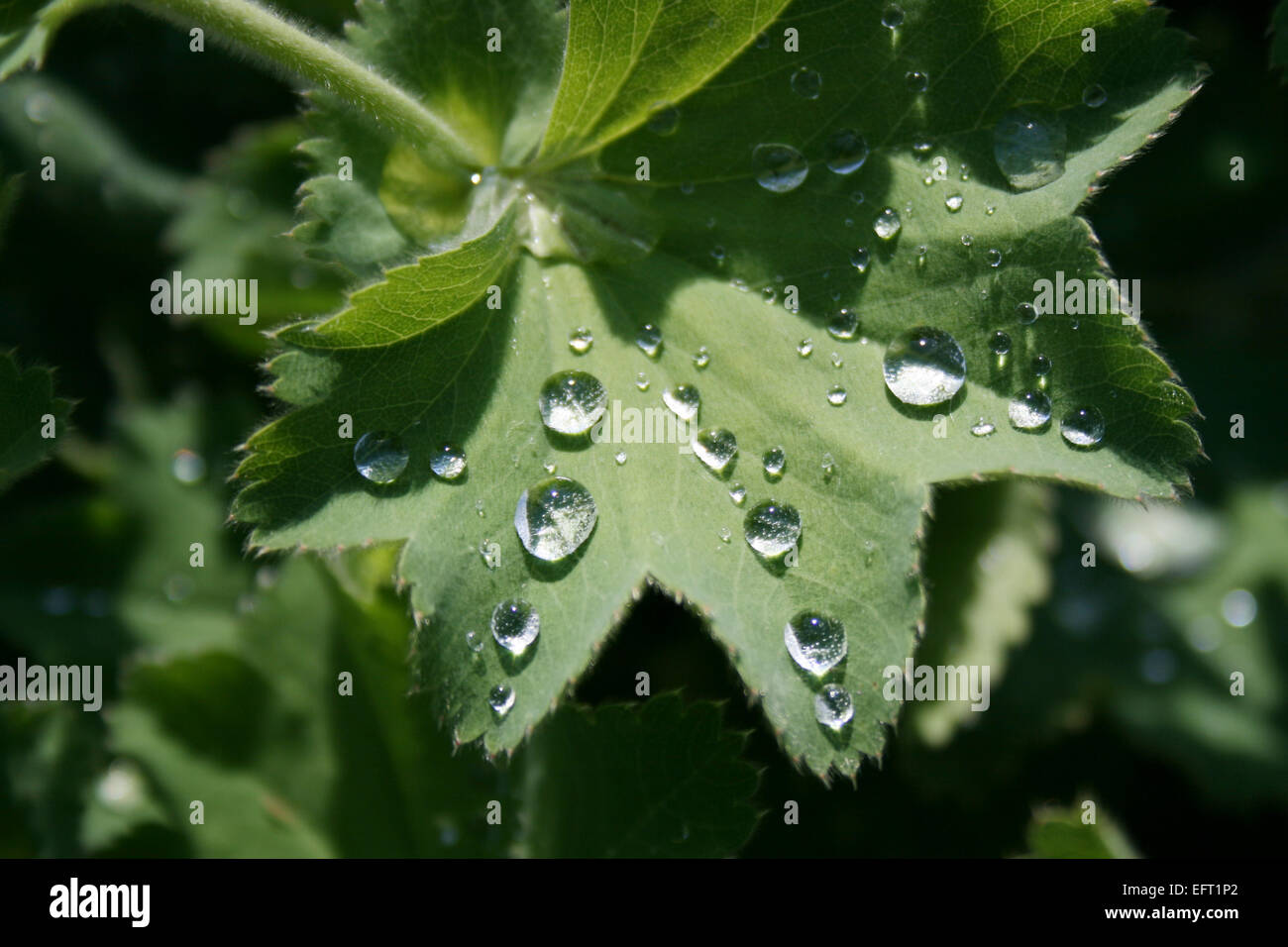 ladys mantle with waterdrops Stock Photo