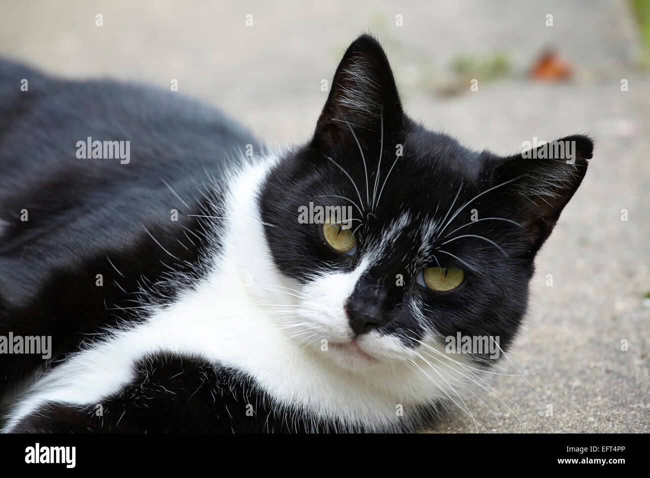 Piebald cat hires stock photography and images Alamy