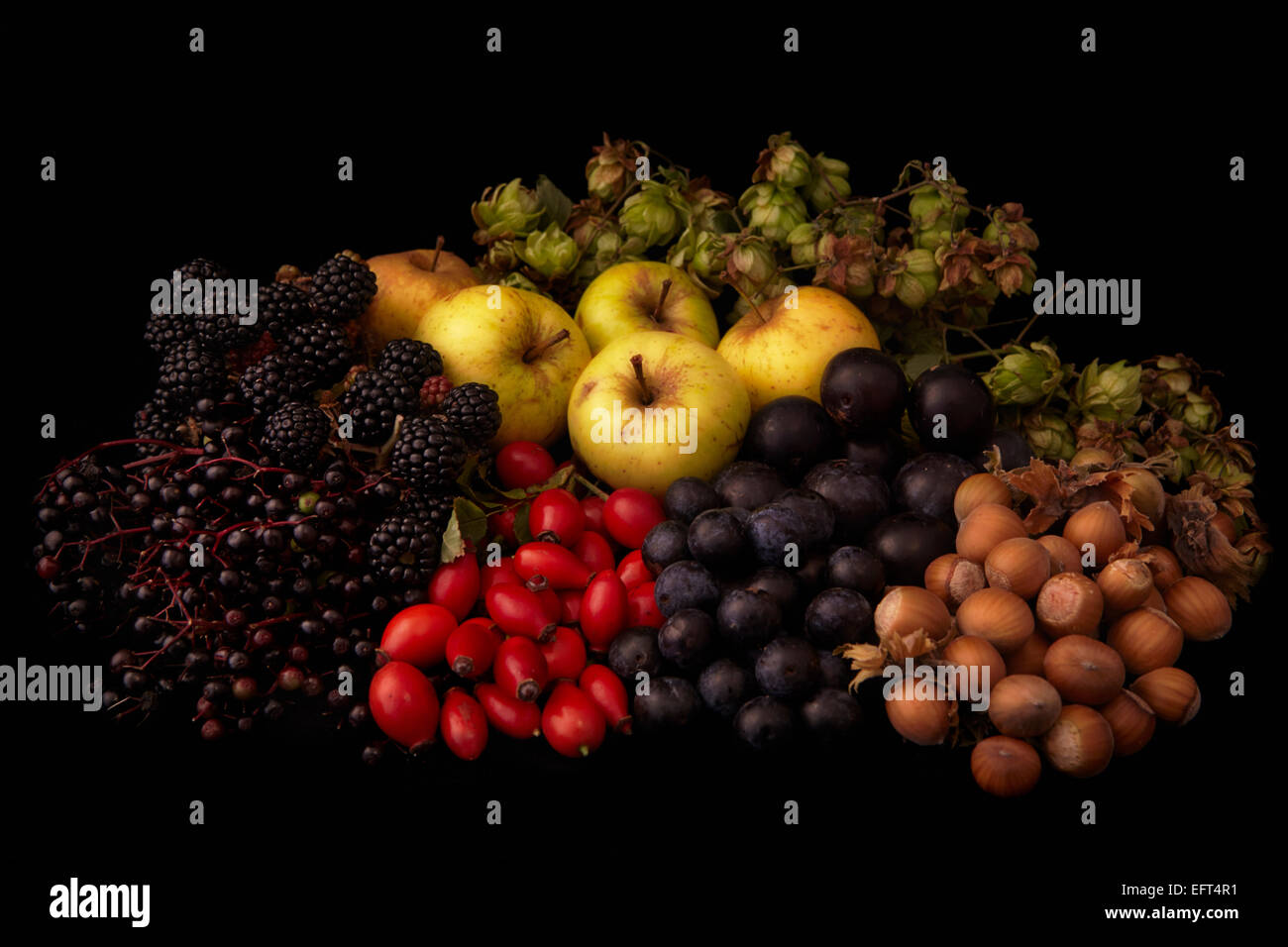 Fruits and nuts gathered from an English hedgerow in autumn Stock Photo