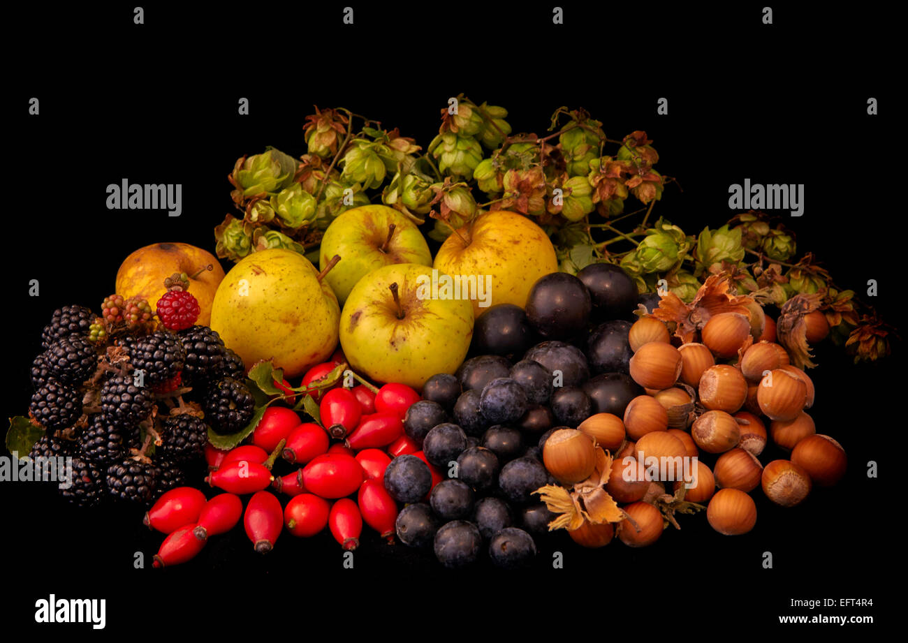 Fruits and nuts gathered from an English hedgerow in autumn Stock Photo