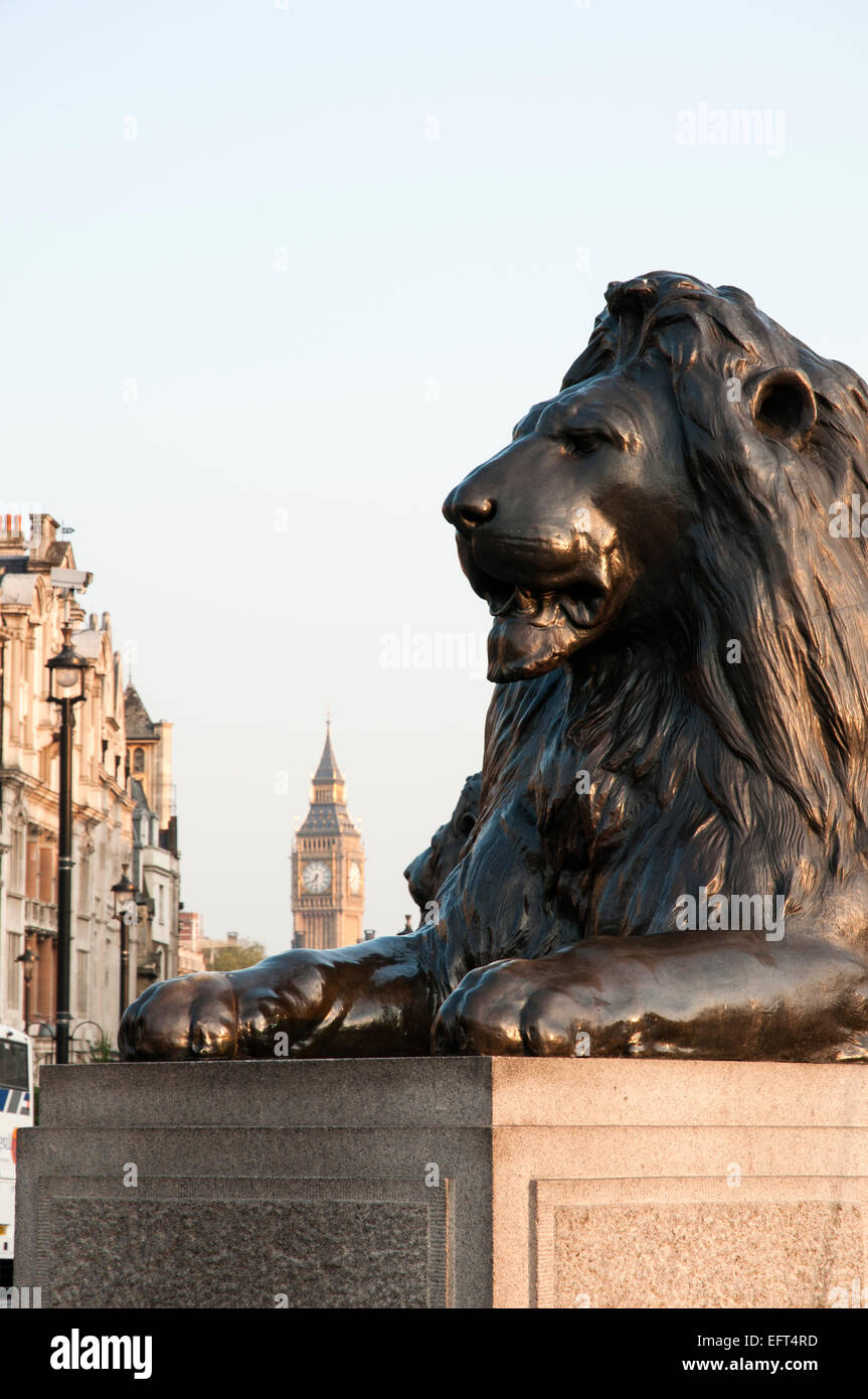 Portrait image from London showing one of the Trafalgar Square 'Lions' with 'Big Ben' and Westminster in the background. Stock Photo