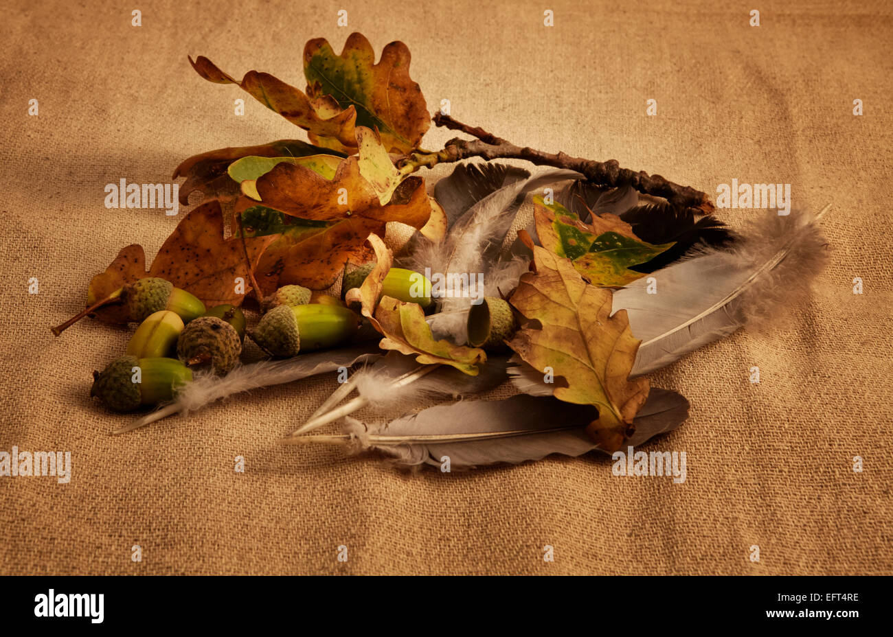 Autumn acorn oak leaves hi-res stock photography and images - Alamy