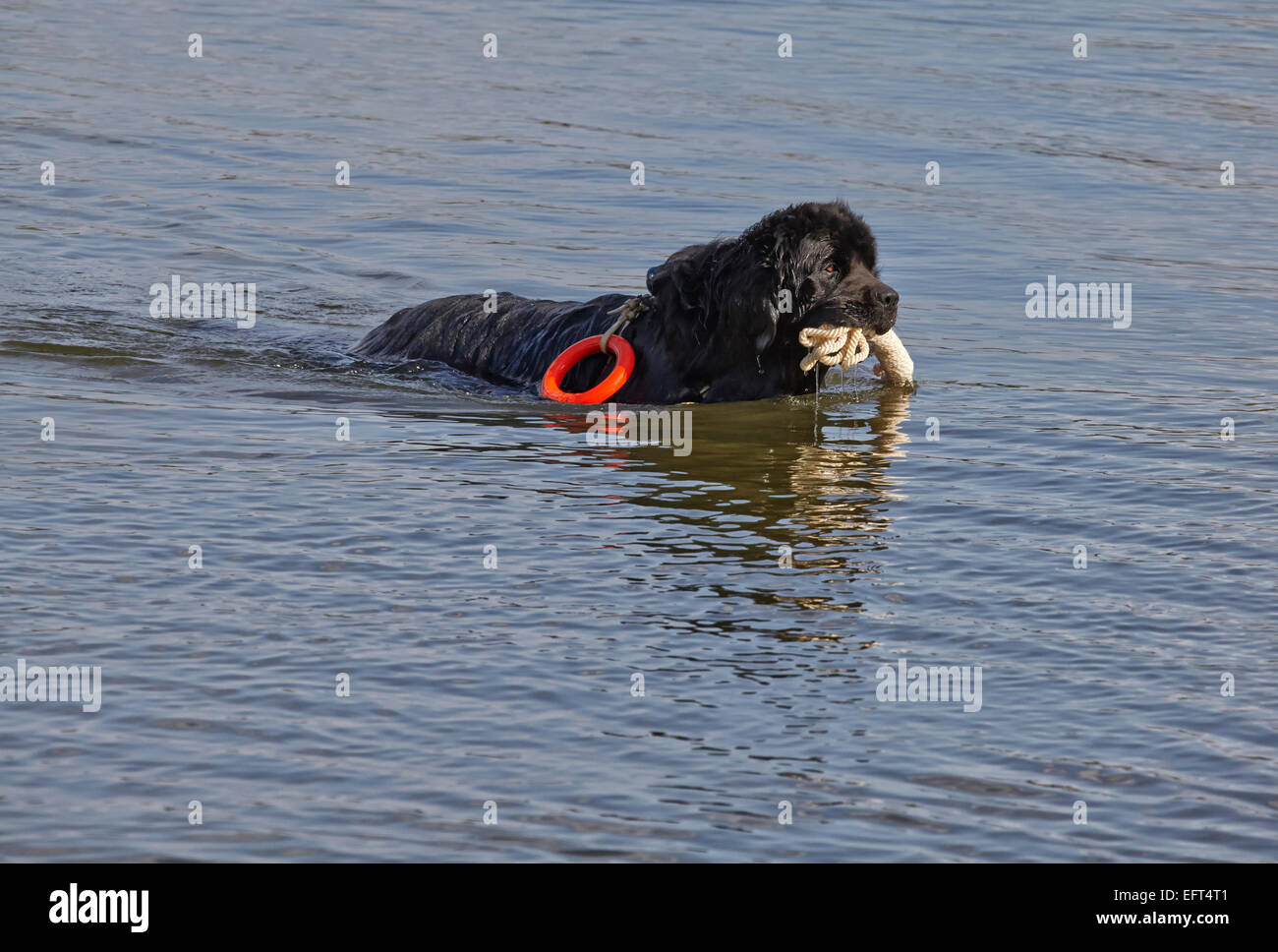 Newfoundland dog doing lifesaving training Stock Photo