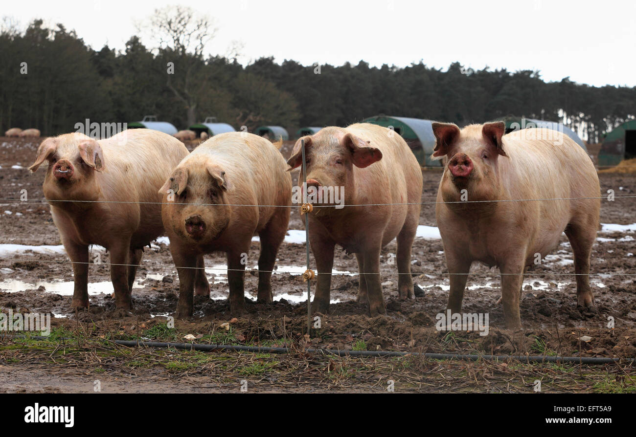 Four pigs in a field in Norfolk, UK. Stock Photo