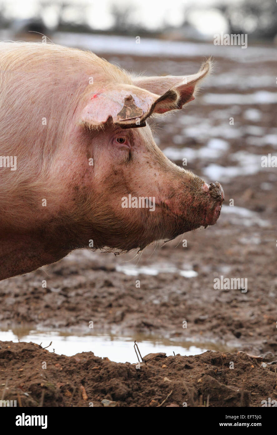 A pig in a field in Norfolk, UK. Stock Photo