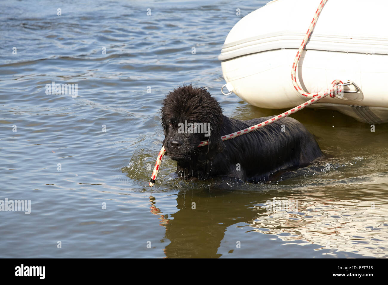 Newfoundland dog doing lifesaving training Stock Photo